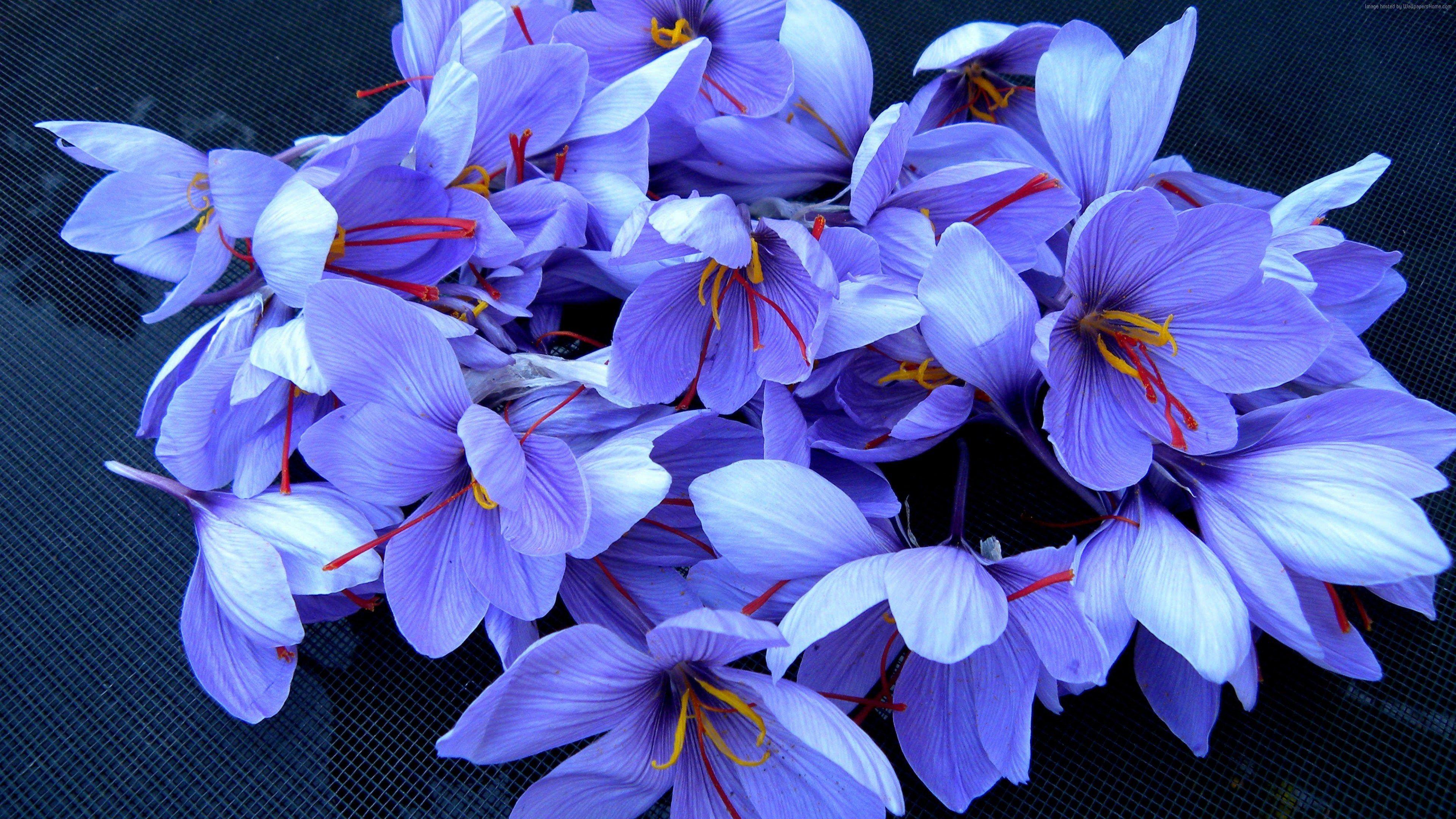 3840x2160 flowers 4k wallpaper in HD quality
