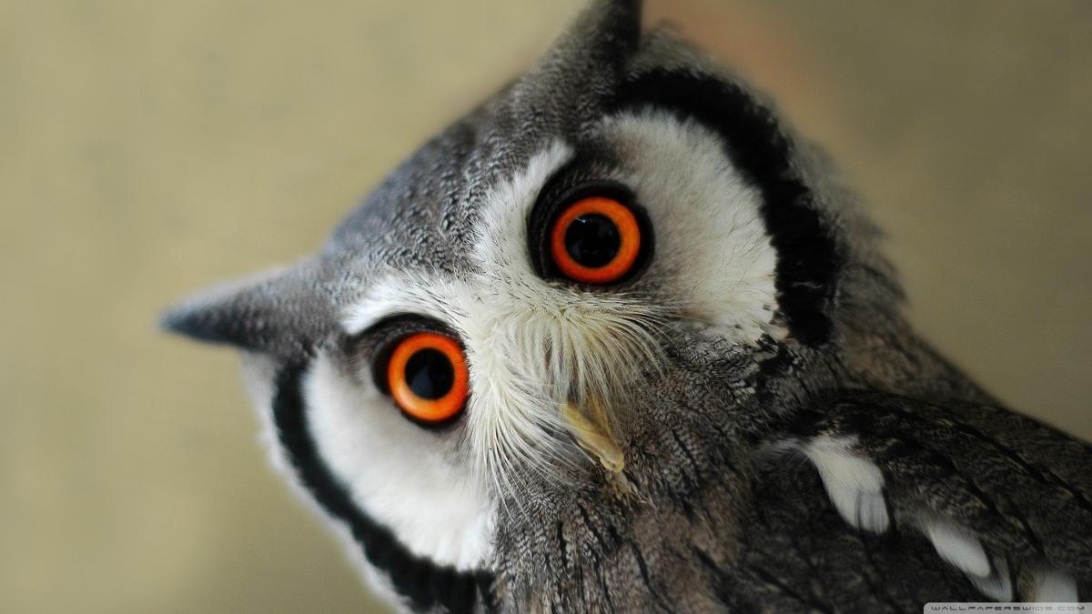 1200x675 Owl Wallpaper Free Owl Background