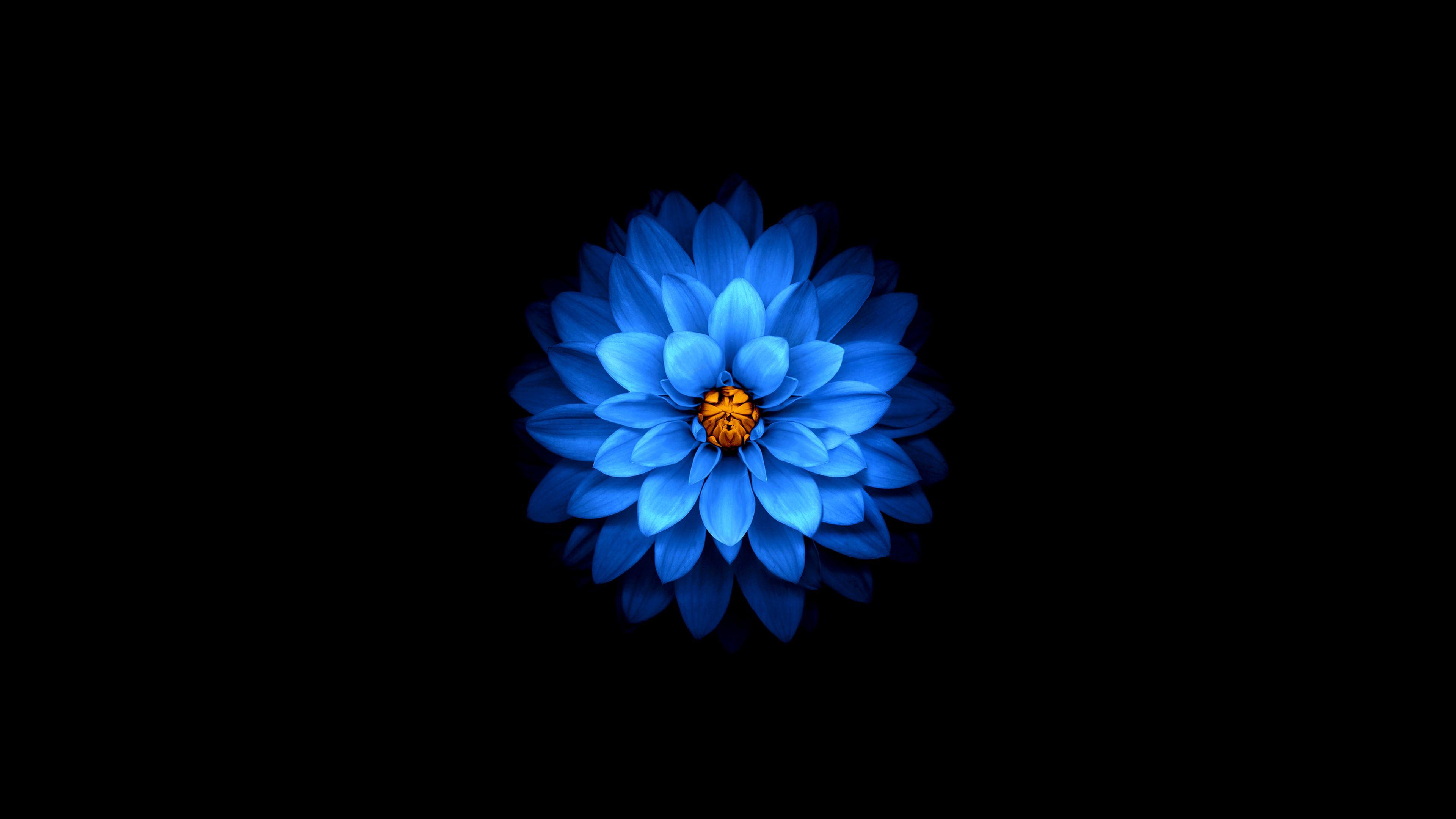 3840x2160 Flower Mod 4k HD 4k Wallpaper, Image, Background