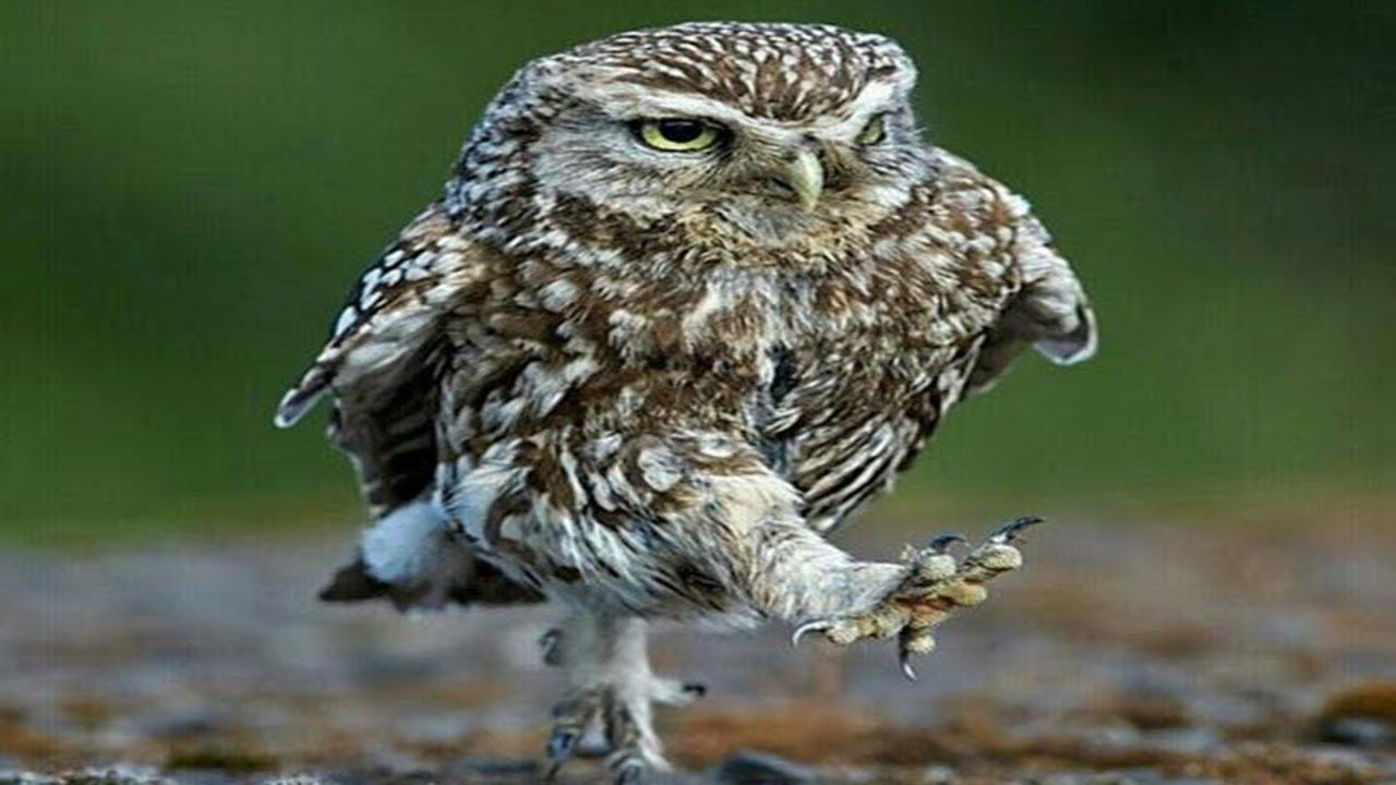 1280x720 Owl Funny Owls And Cute Owls