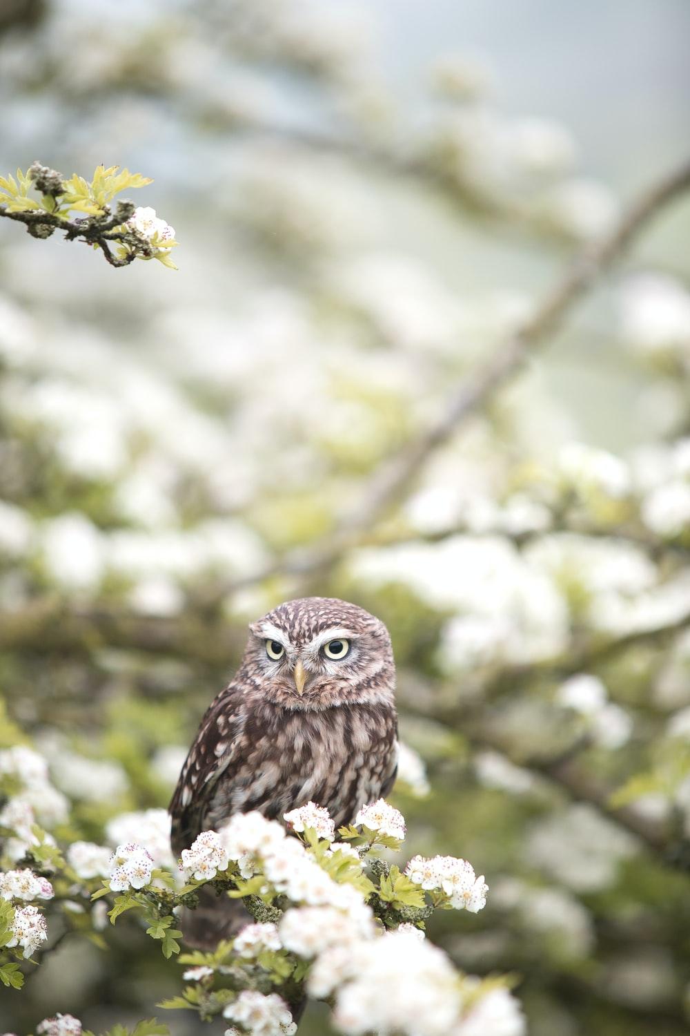 1000x1500 Cute Owl Picture. Download Free Image