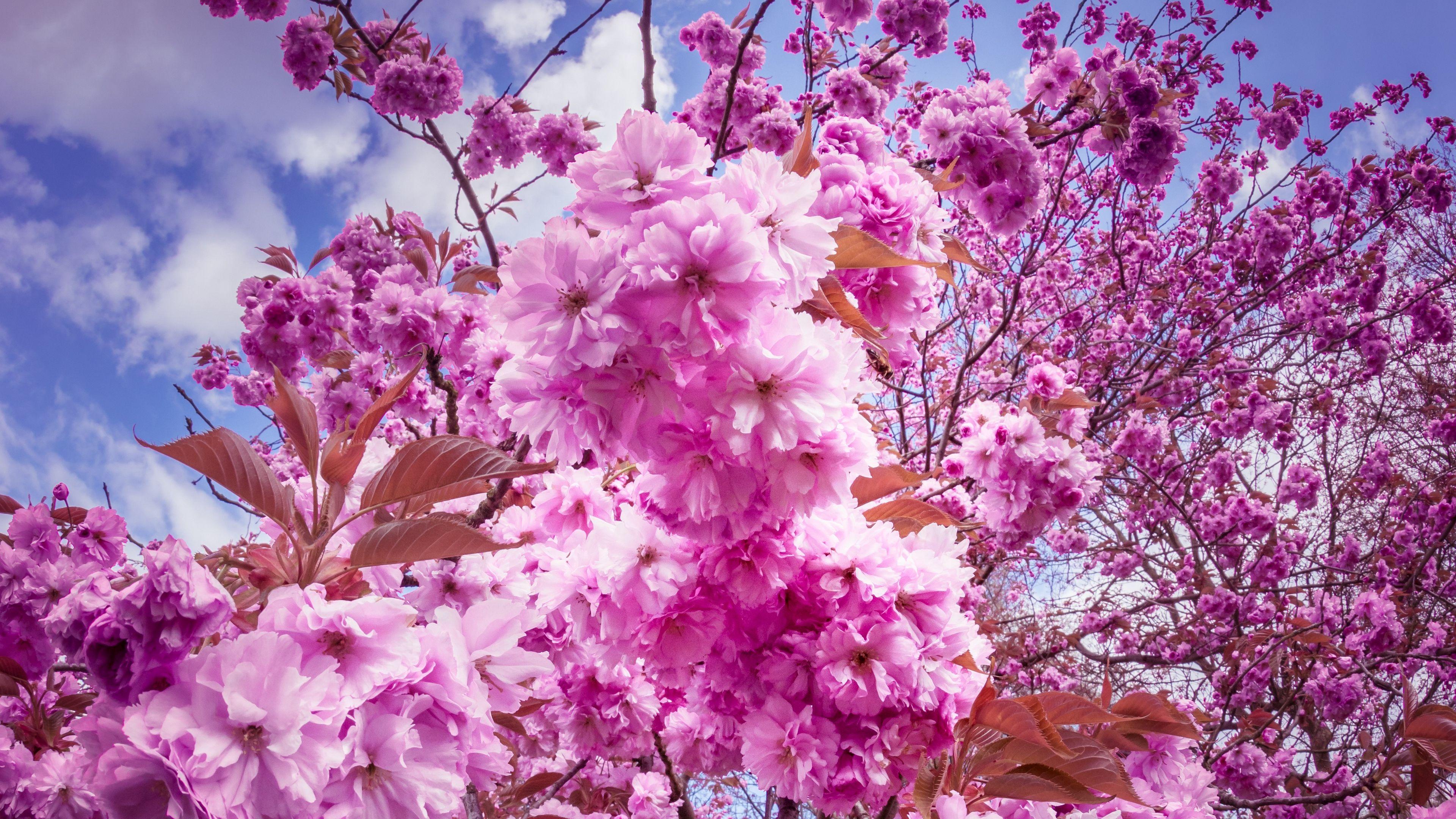 3840x2160 Download wallpaper 3840x2160 sakura, cherry, flowers 4k uhd 16:9 HD