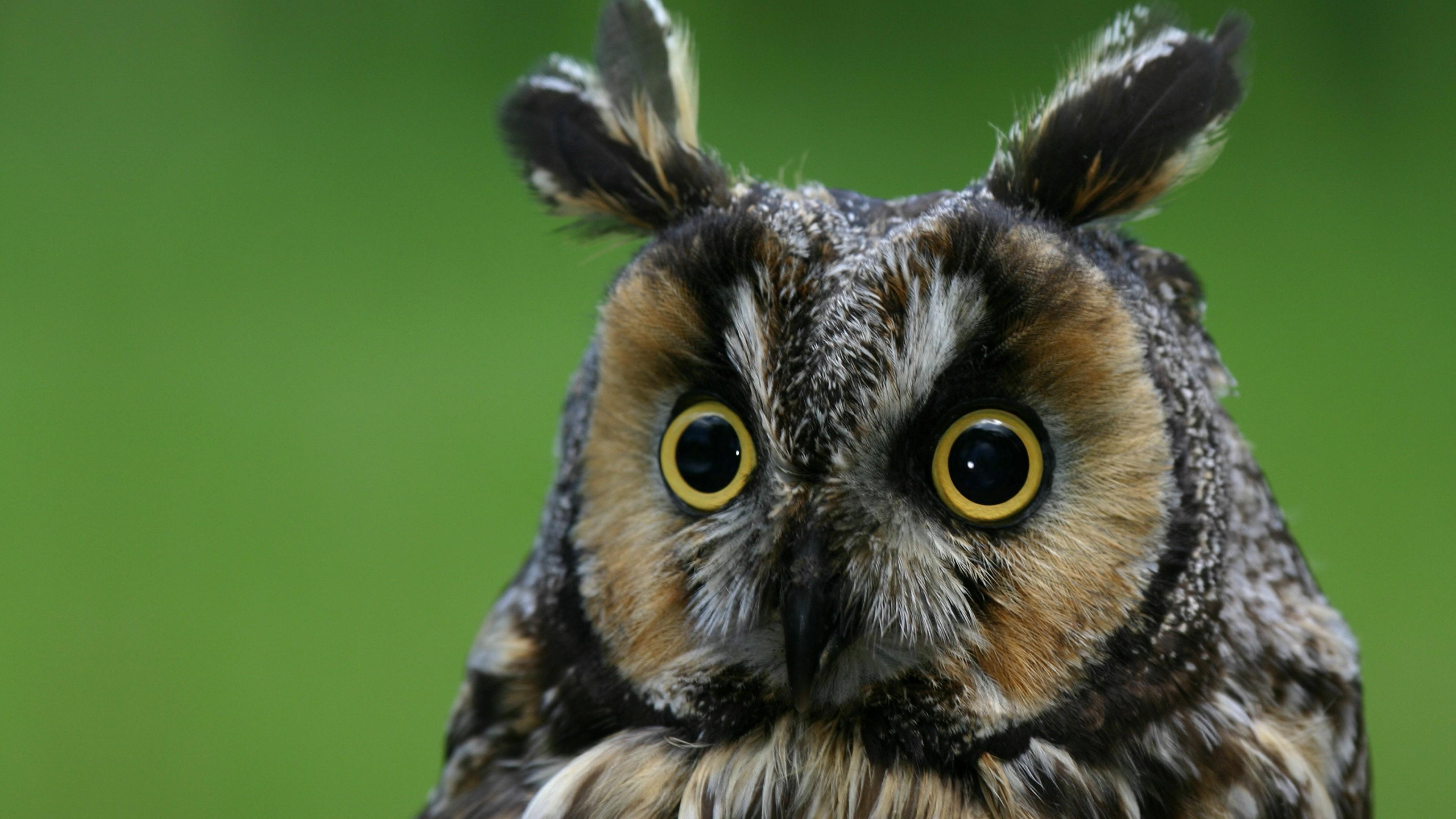 3840x2160 Wallpaper Owl, Eagle Owl, Funny, Nature, Plumy, Animals