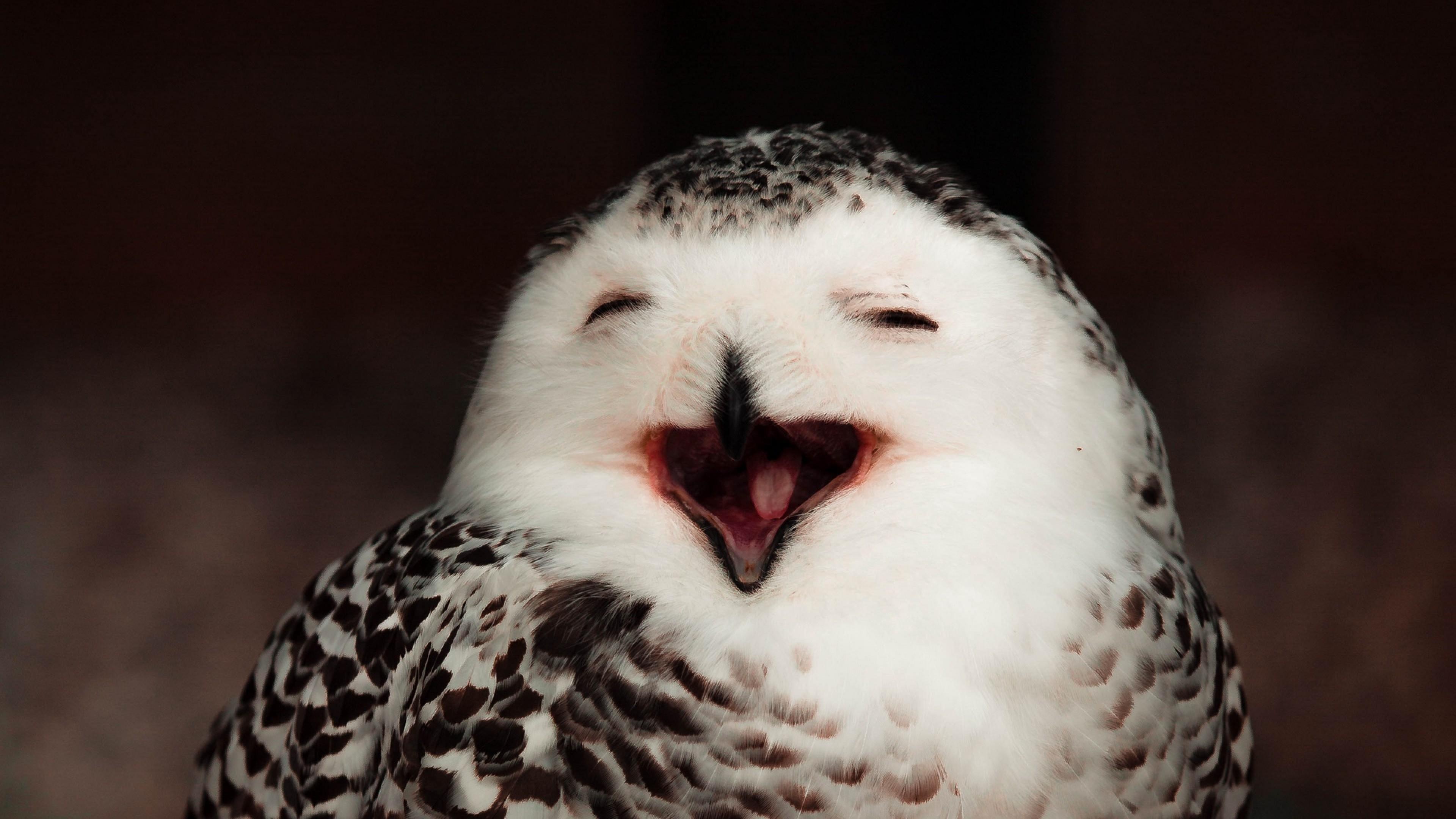 3840x2160 Funny owl HD Wallpaper 4K Ultra HD
