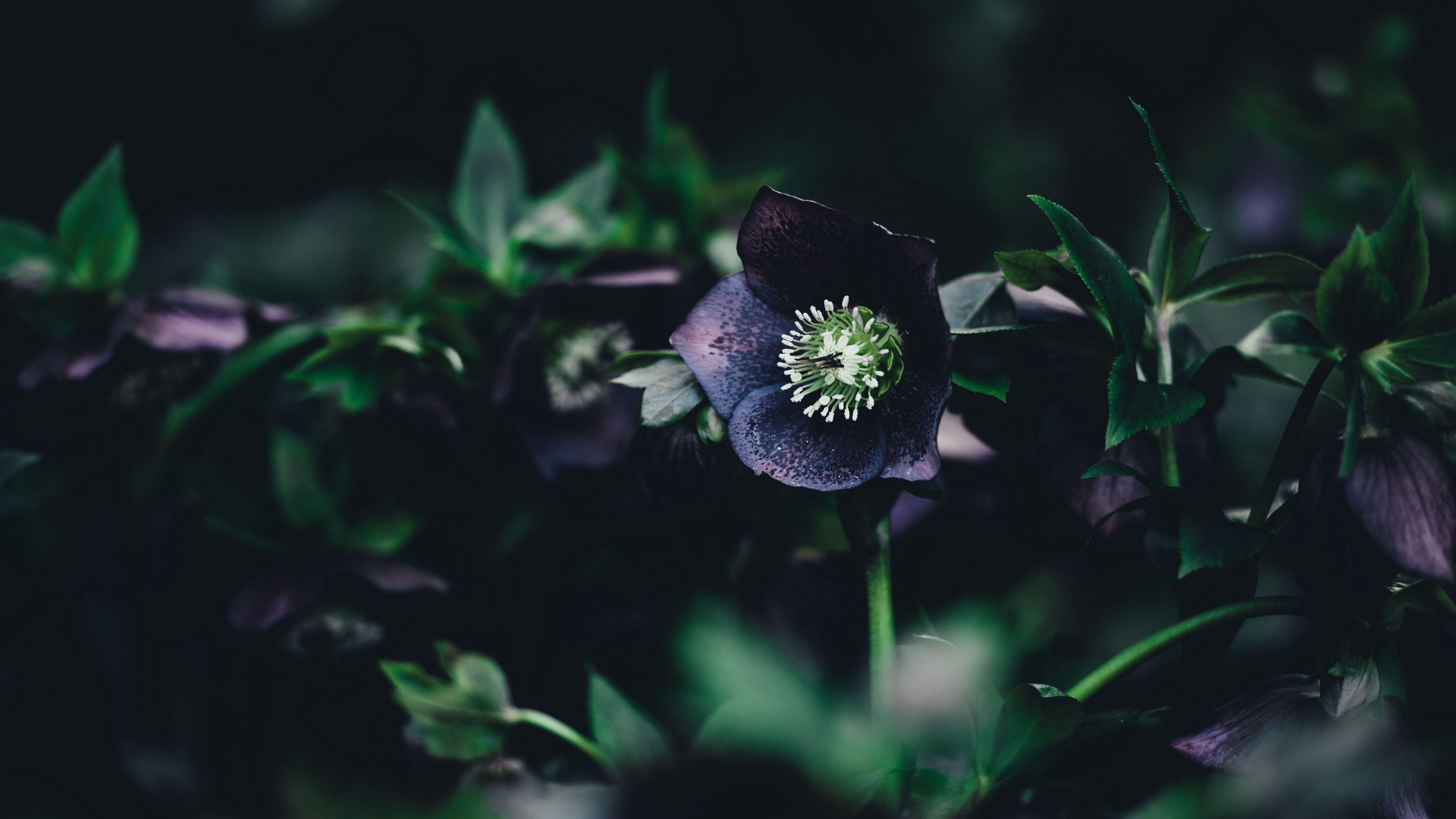 3840x2160 Download wallpaper 3840x2160 flower, dark, leaves 4k uhd 16:9 HD