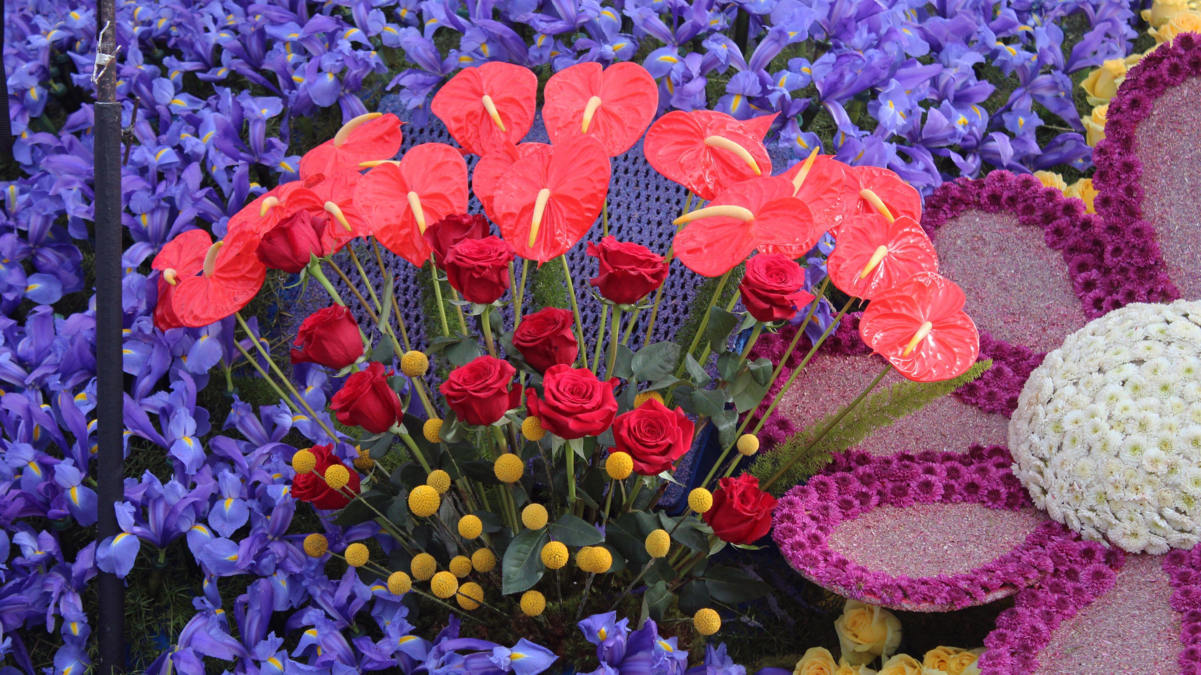 3840x2160 Photo California USA Pasadena Roses Irises Flowers 3840x2160