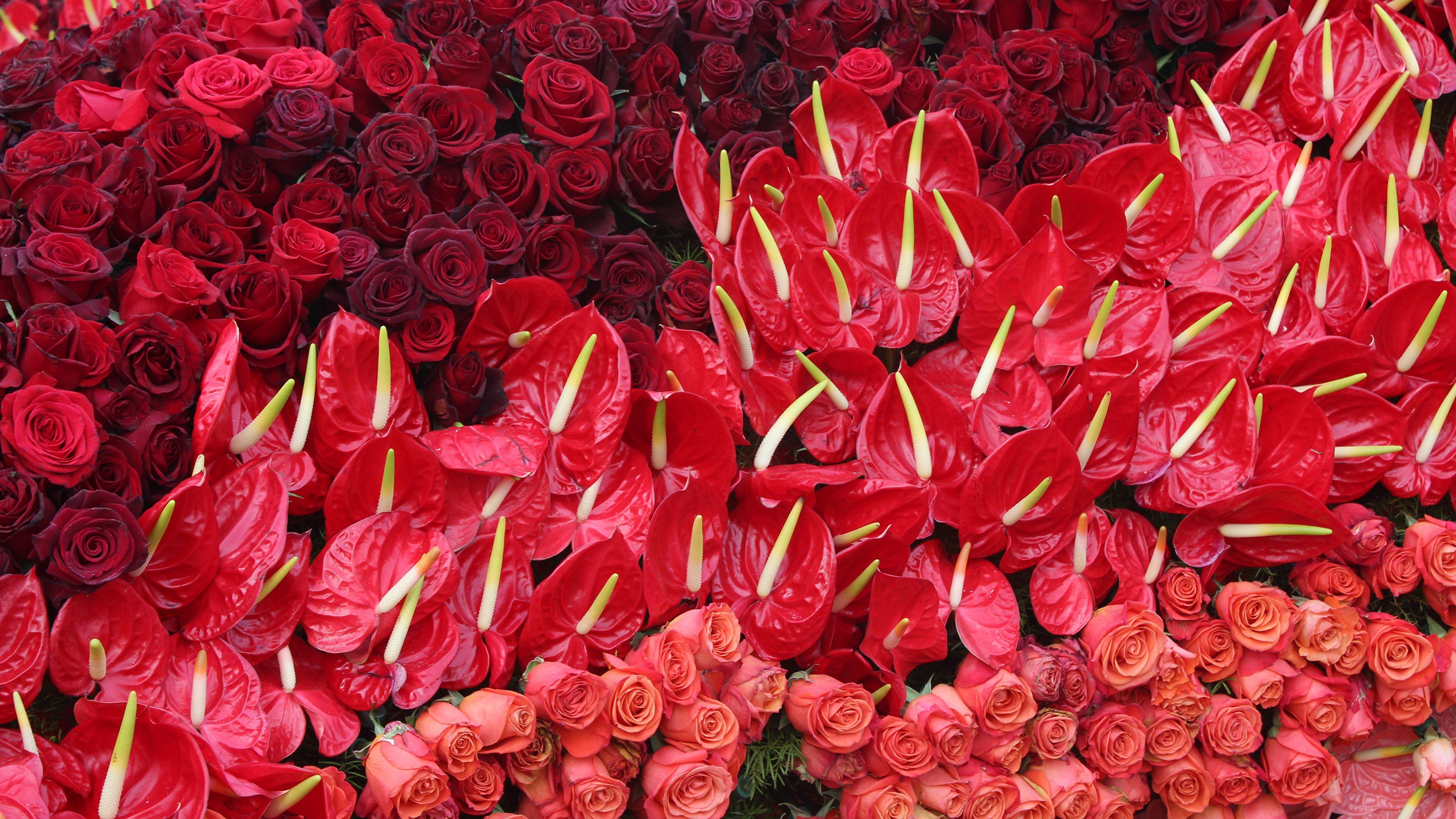 3840x2160 Photo Red Roses Flowers flamingo flower Many 3840x2160