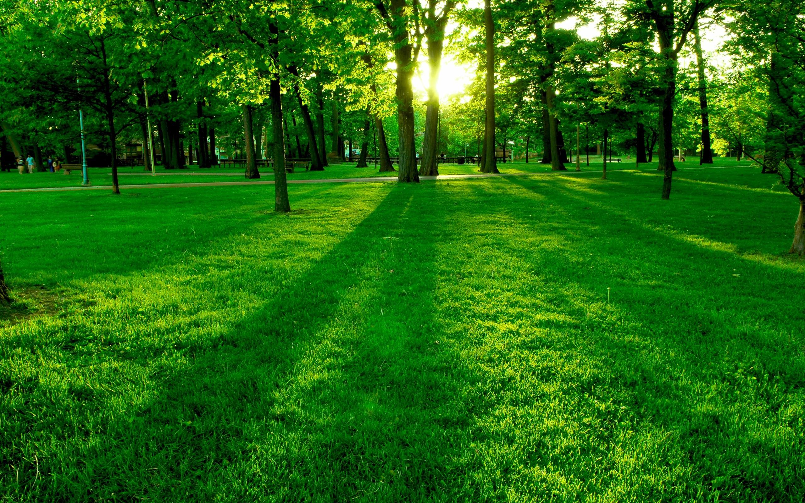 Beautiful Green Forest Wallpapers Top Free Beautiful Green Forest