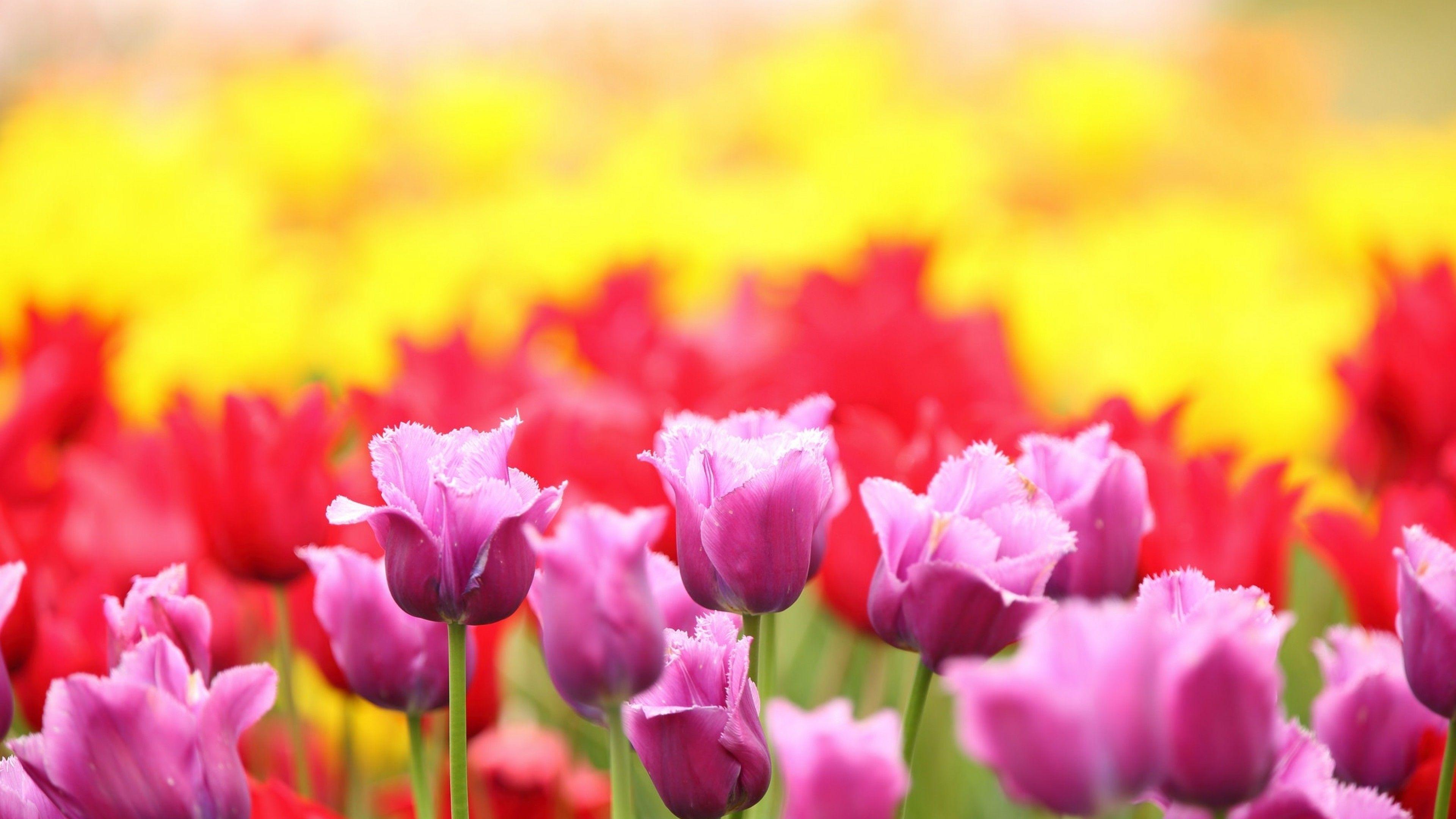 3840x2160 Download 3840x2160 Pink Tulips, Blury, Scenic, Colorful Flowers