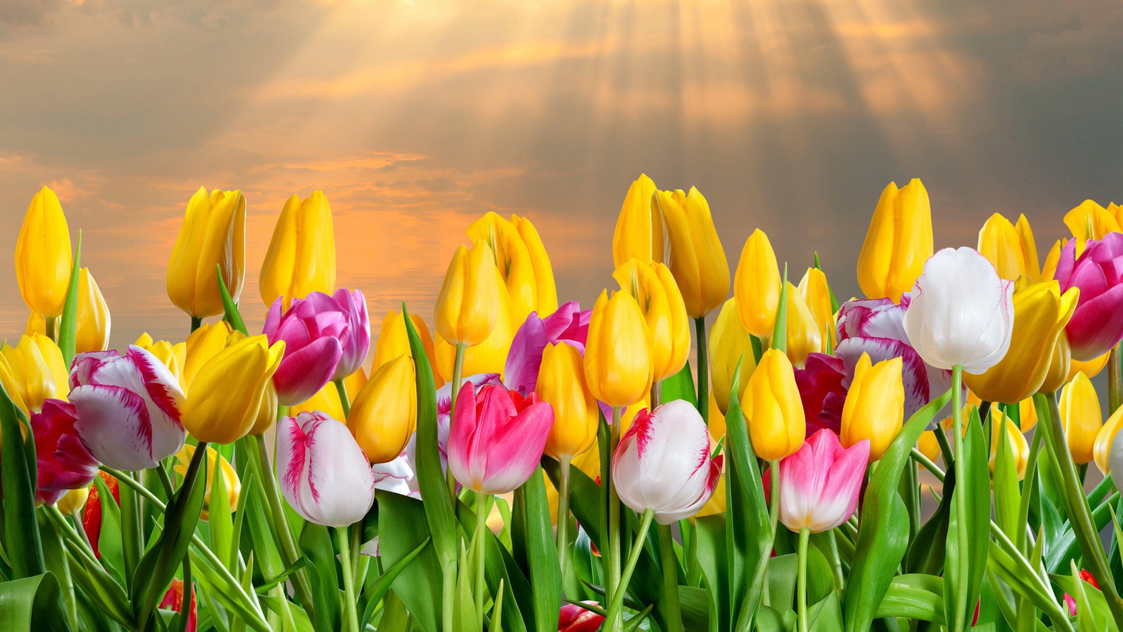 3840x2160 Flowers 4K UltraHD Wallpaper. Wallpaper Studio 10