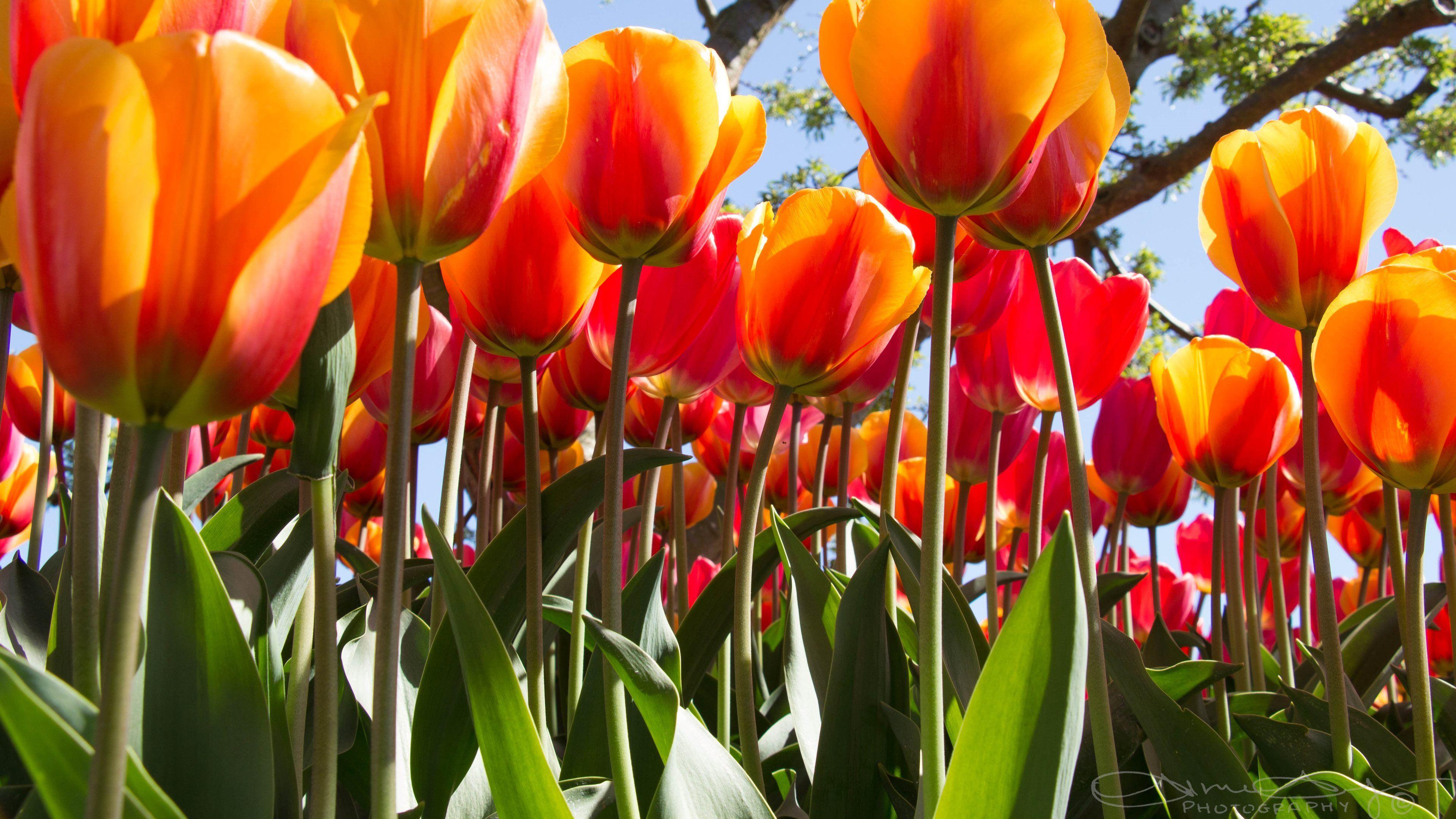 3840x2160 Wallpaper Tulips, 4K, Flowers