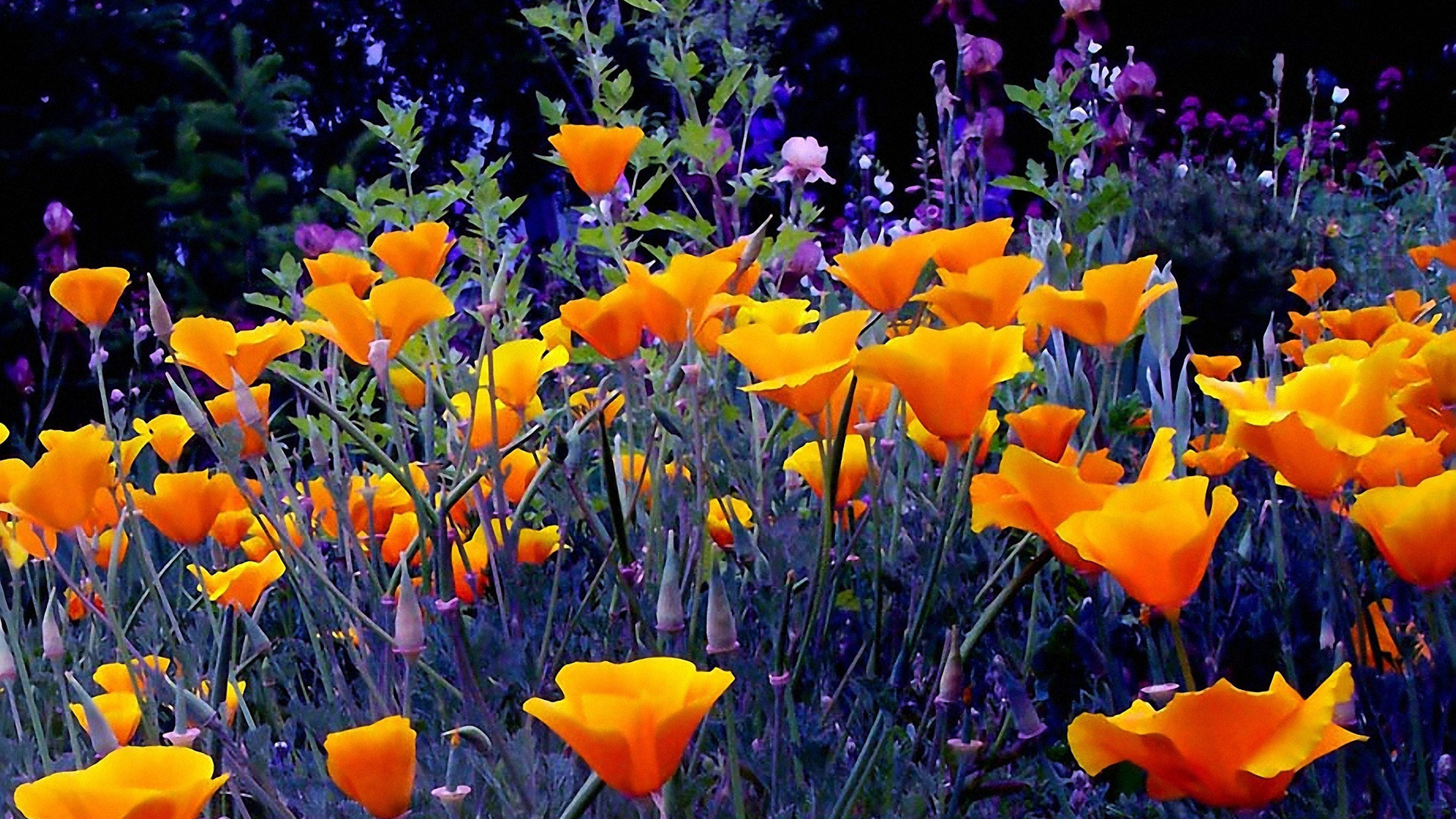 3840x2160 4K Orange Flowers Wallpaper High Quality