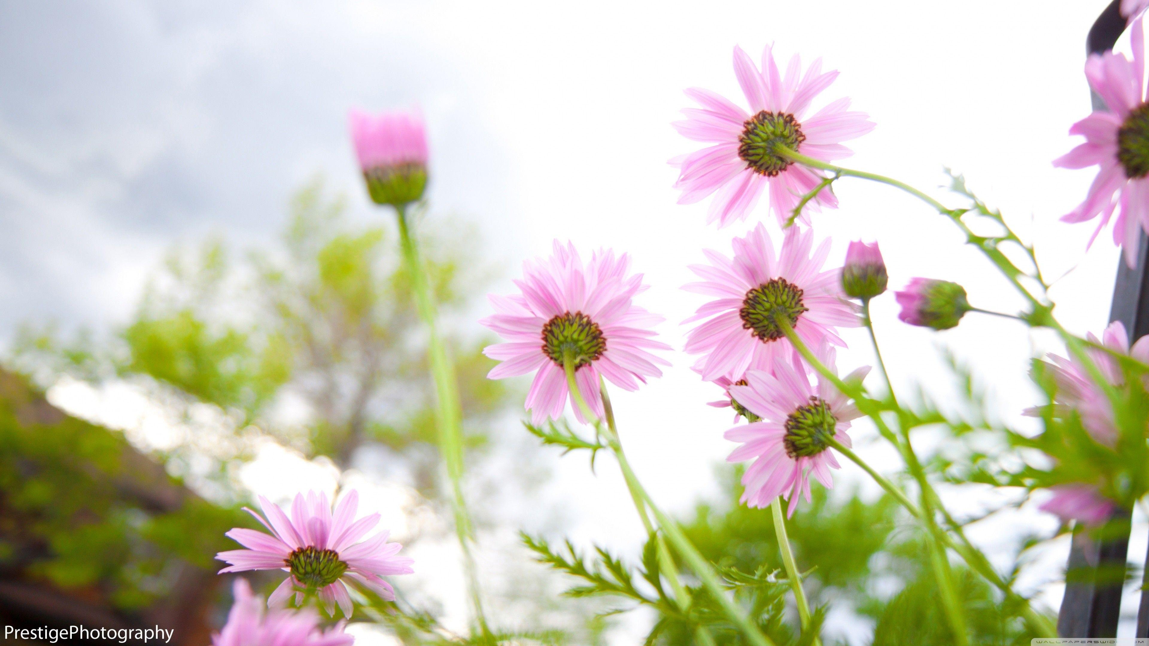3840x2160 Summer Flower Wallpaper