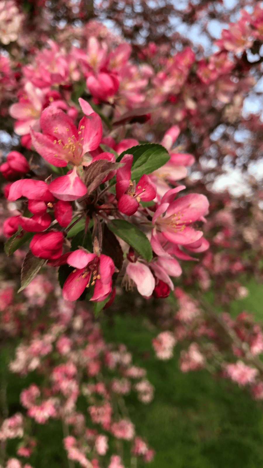 900x1600 Springtime in the Missouri Ozarks 4K of Wallpaper for Andriod