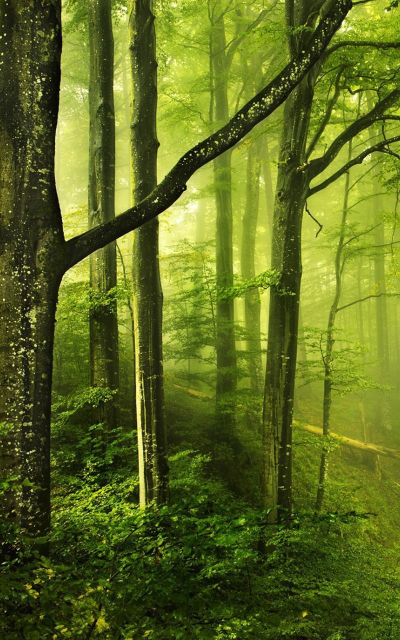 Beautiful Green Forest Wallpapers Top Free Beautiful Green Forest