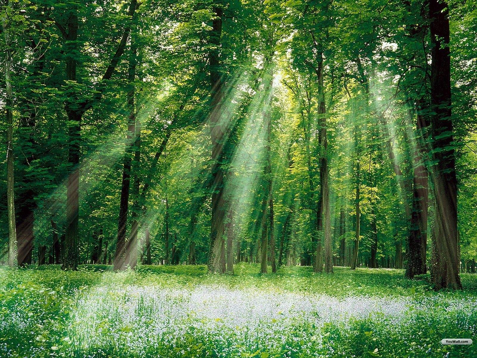 1600x1200 Forest Green Wallpaper
