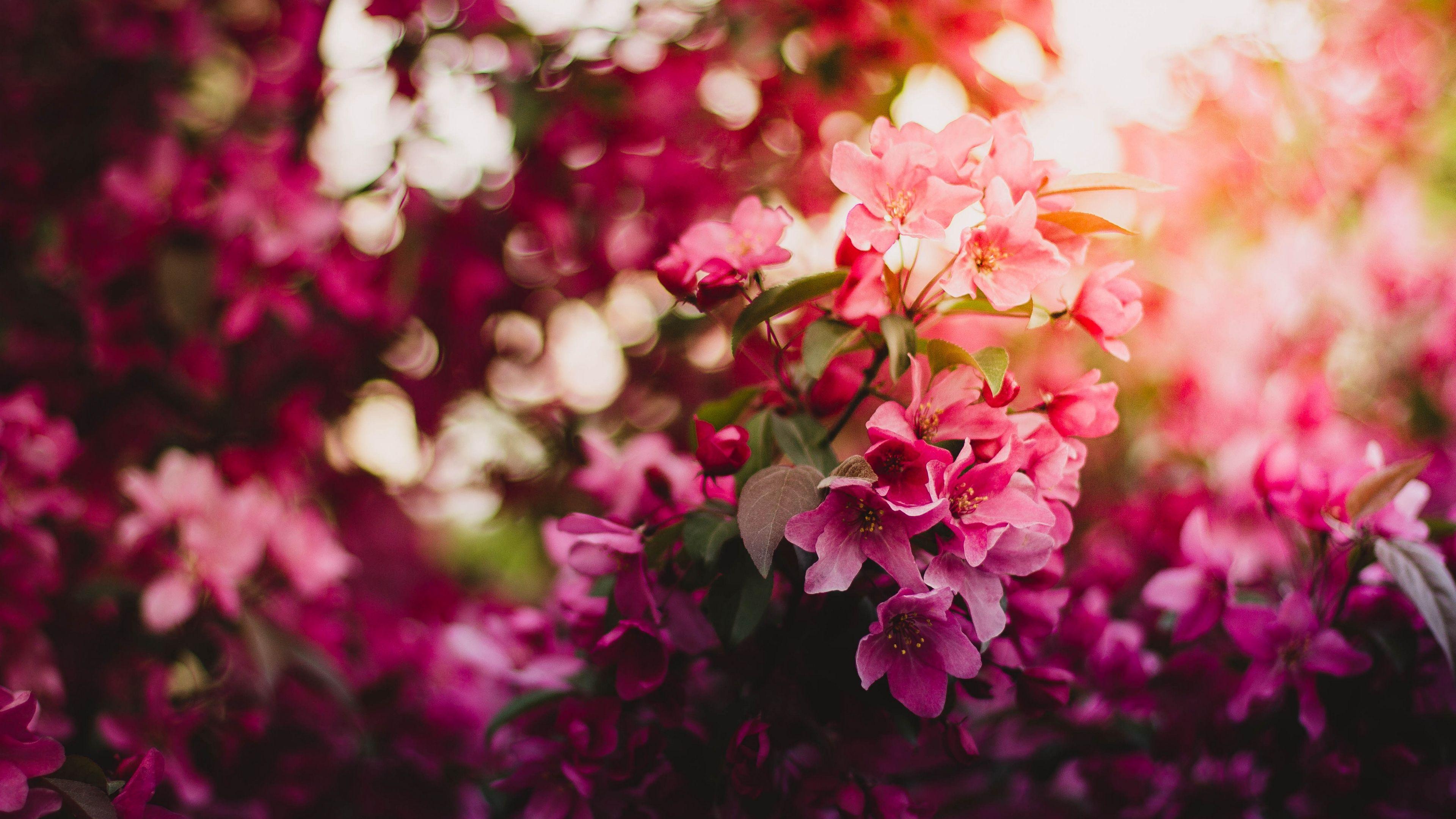 3840x2160 Download wallpaper 3840x2160 flowers, bloom, branch, light 4k uhd 16
