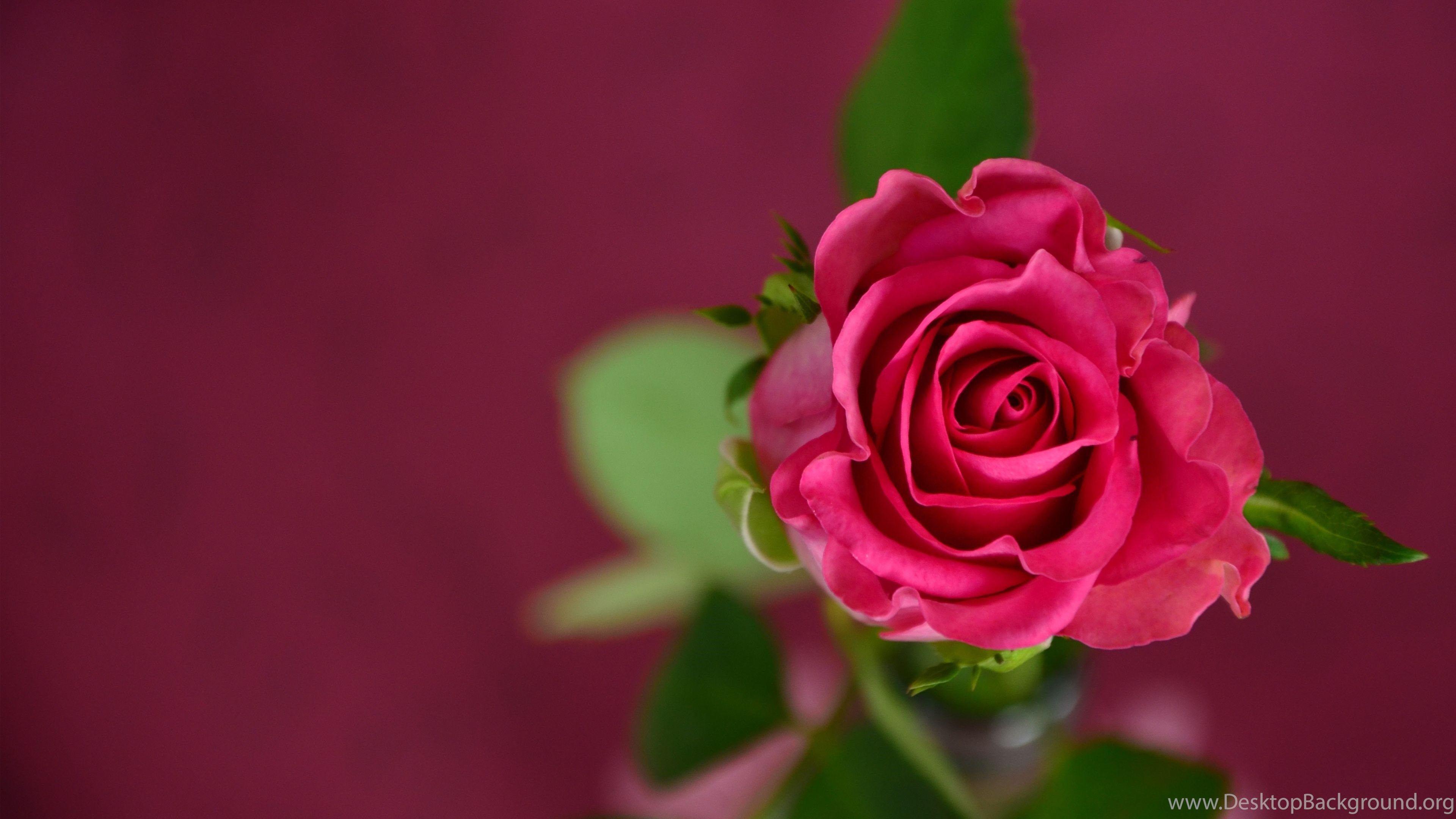 3840x2160 Flowers Wallpaper HD Wallpaper Desktop Background