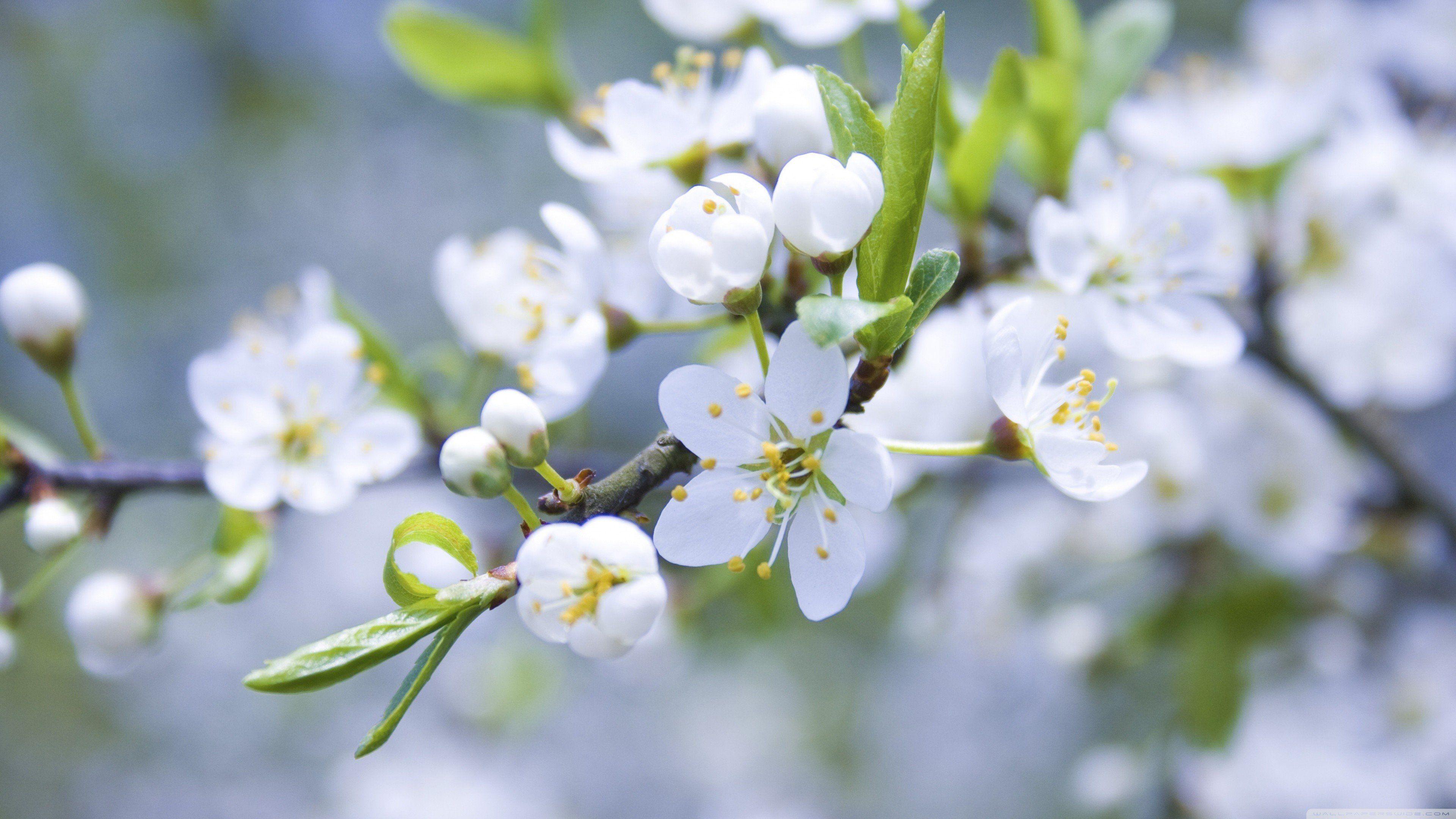 3840x2160 White flowers spring blossoms macro wallpaperx2160