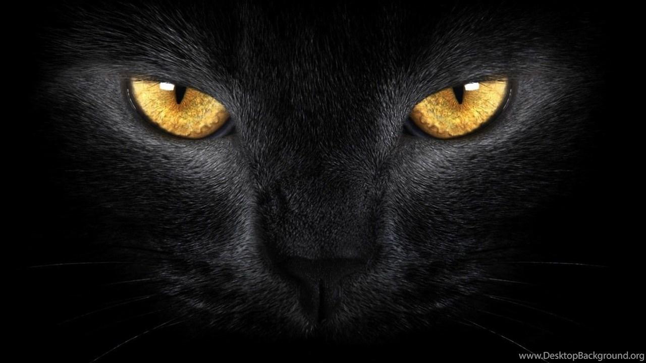 1280x720 Wallpaper Black Cat And Moon Eyes 1366x768 Desktop Background