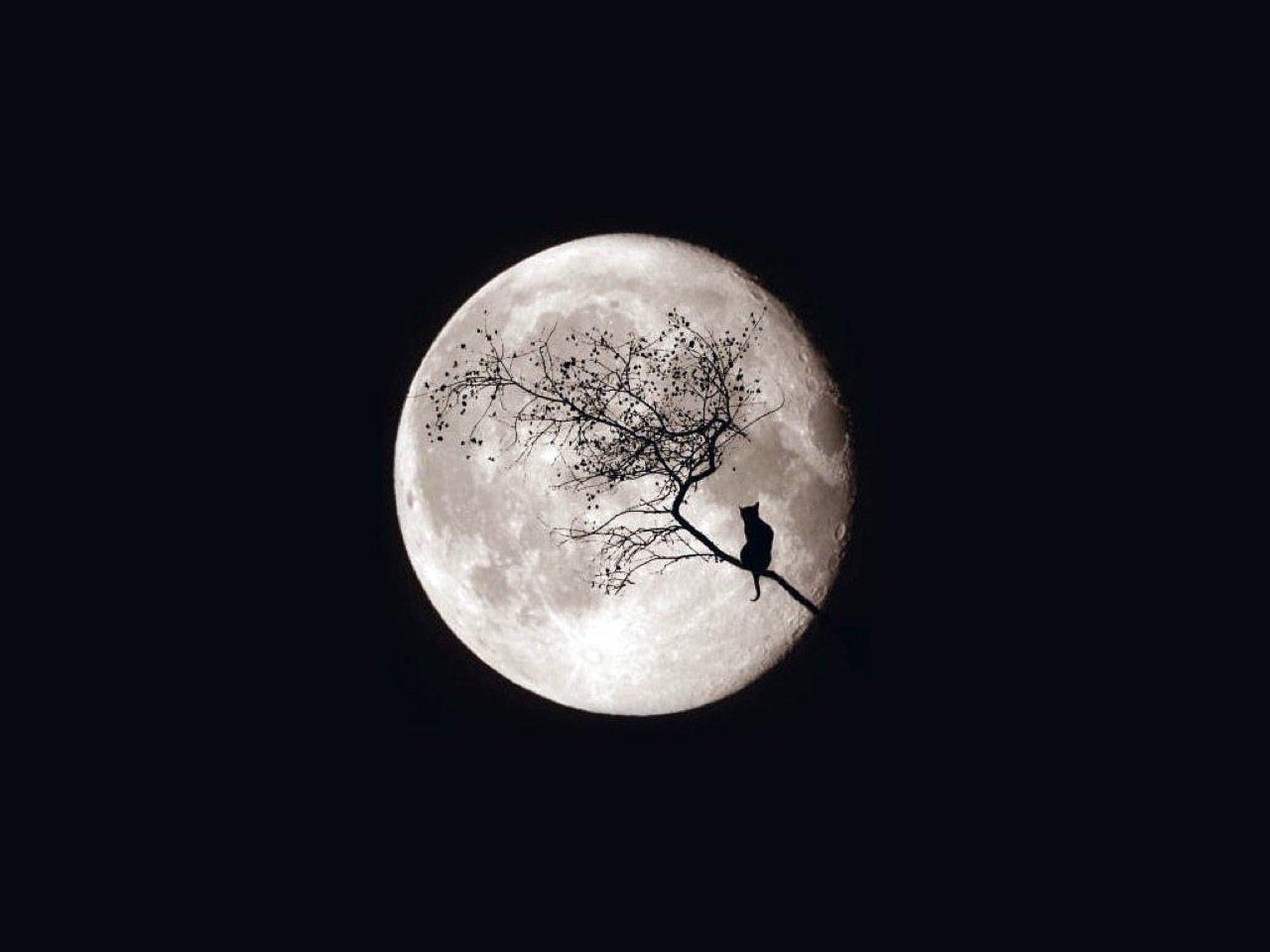 1280x960 Hd Wallpaper Moon Tree Wallpaper & Background Download