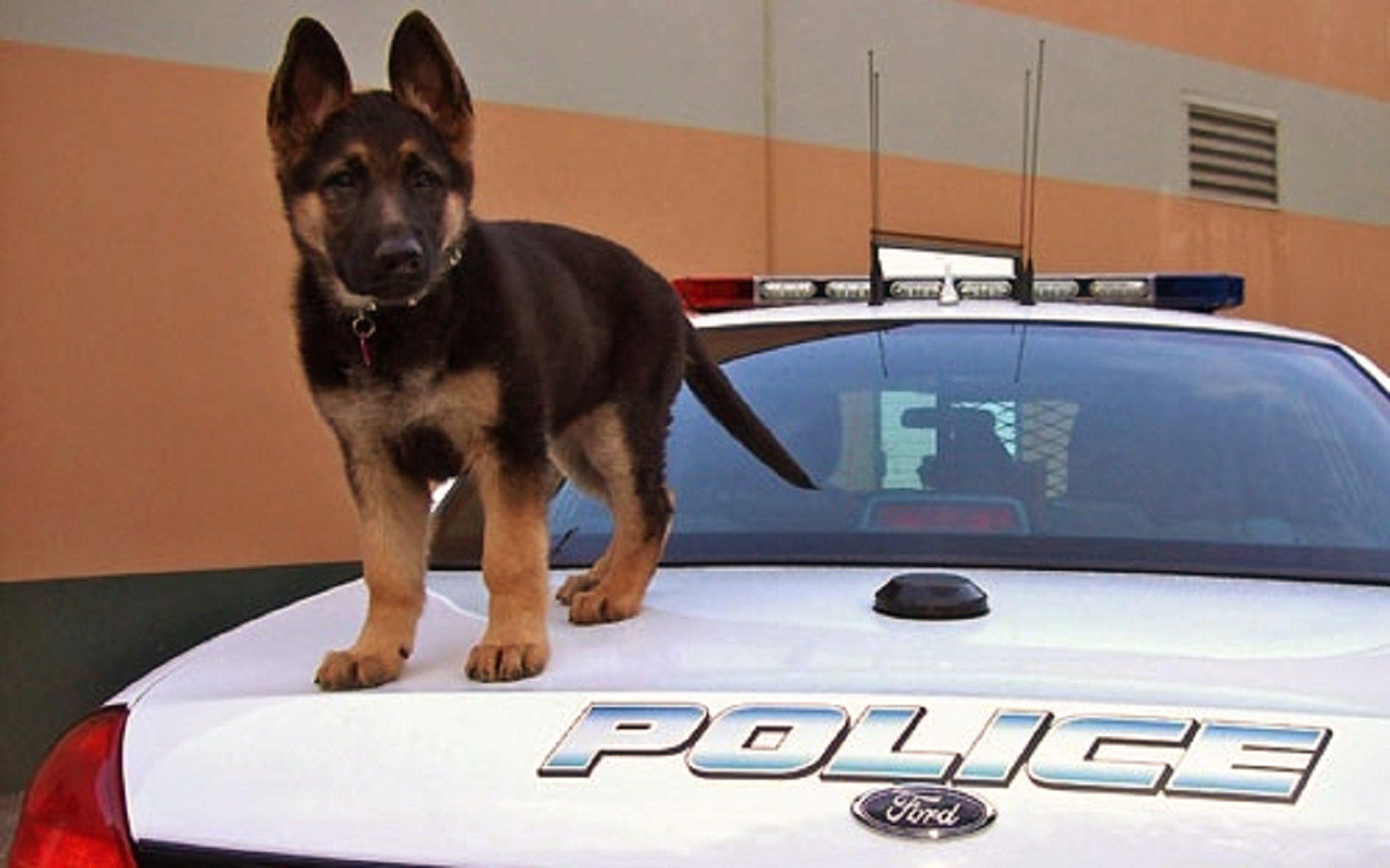 2560x1600 shepherd, Sweet, Police, Puppy, Car Wallpaper HD / Desktop and Mobile Background