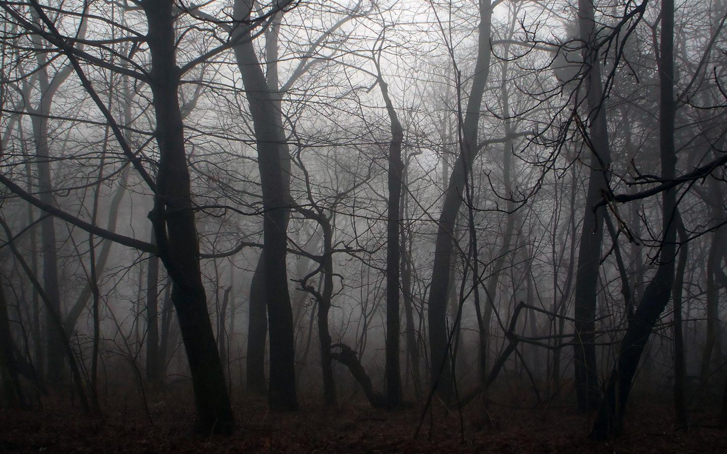 1440x900 The eerie Dead Forest. Forest photo, Night forest, Forest wallpaper