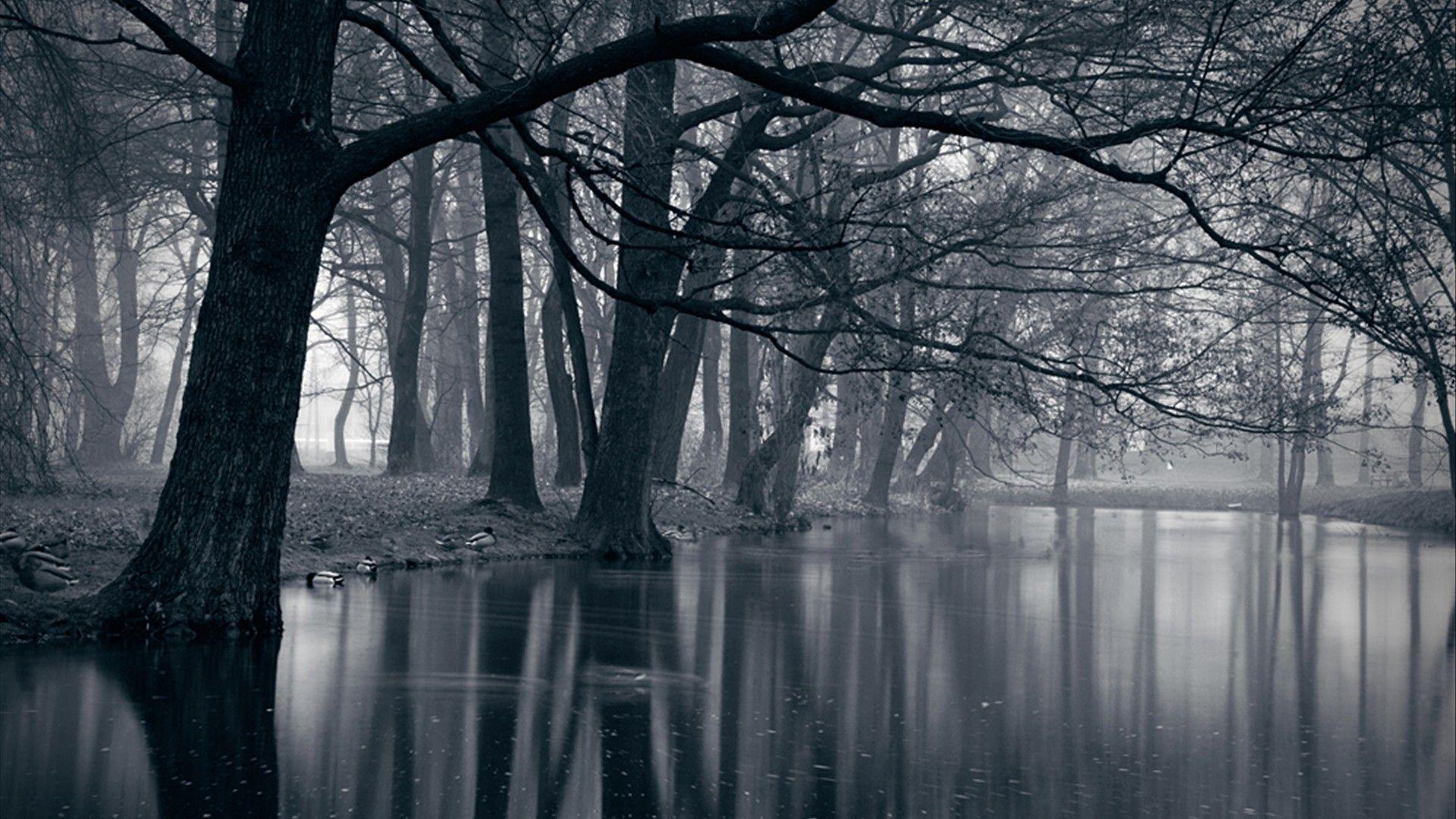 1920x1080 2912) Dark Forest Wallpaper for Home.com. Черно-белая фотография, Черно-белое, Фотографии