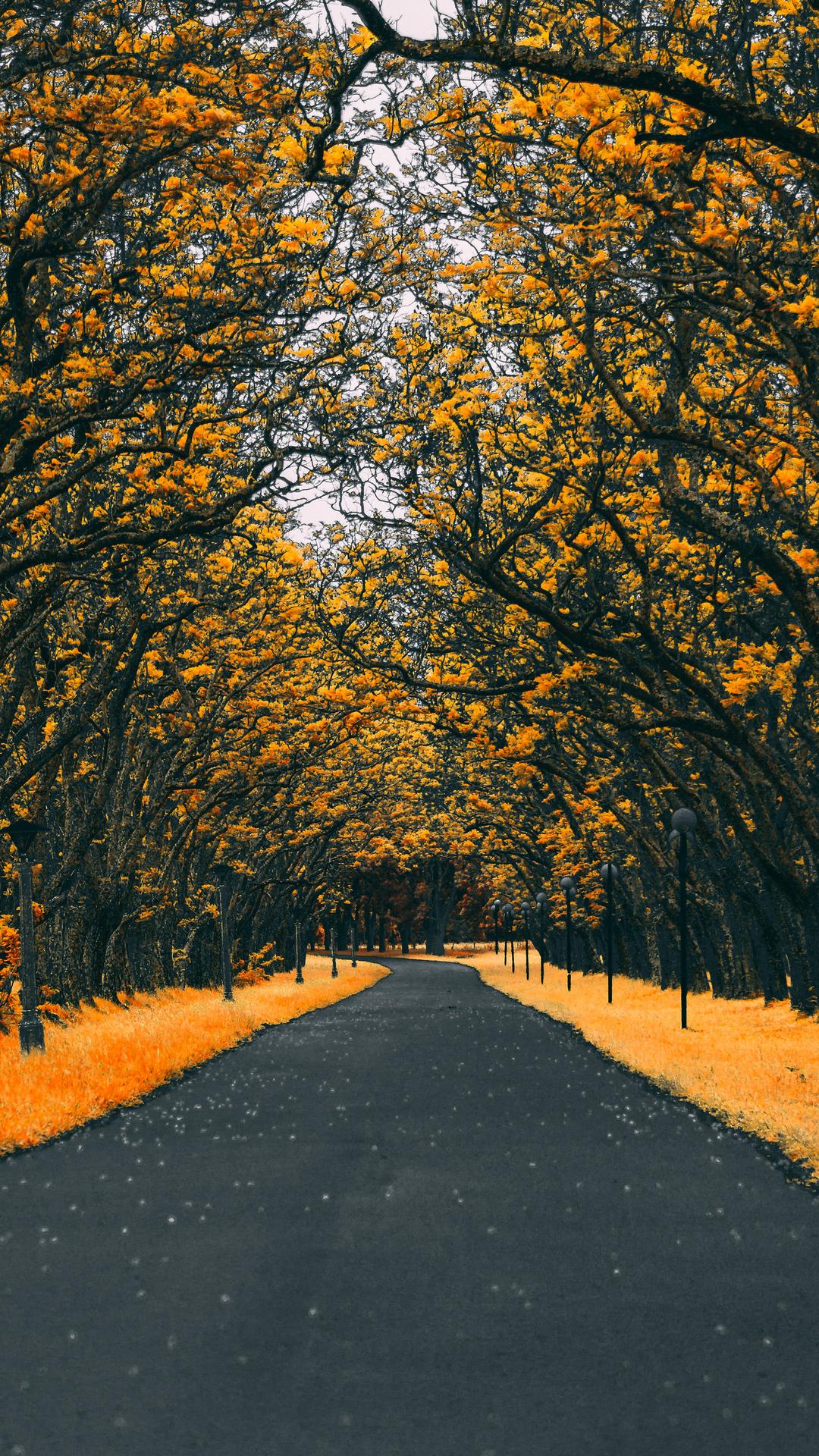 1080x1920 Autumn Road Nature 4k Wallpaper And Dark Grey Color Palette Wallpaper & Background Download
