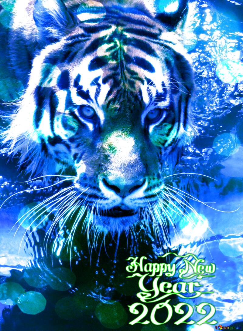 800x1091 Download Free Picture 2022 Tiger Year Water Blue On CC BY License Free Image Stock TOrange.biz Fx №235314