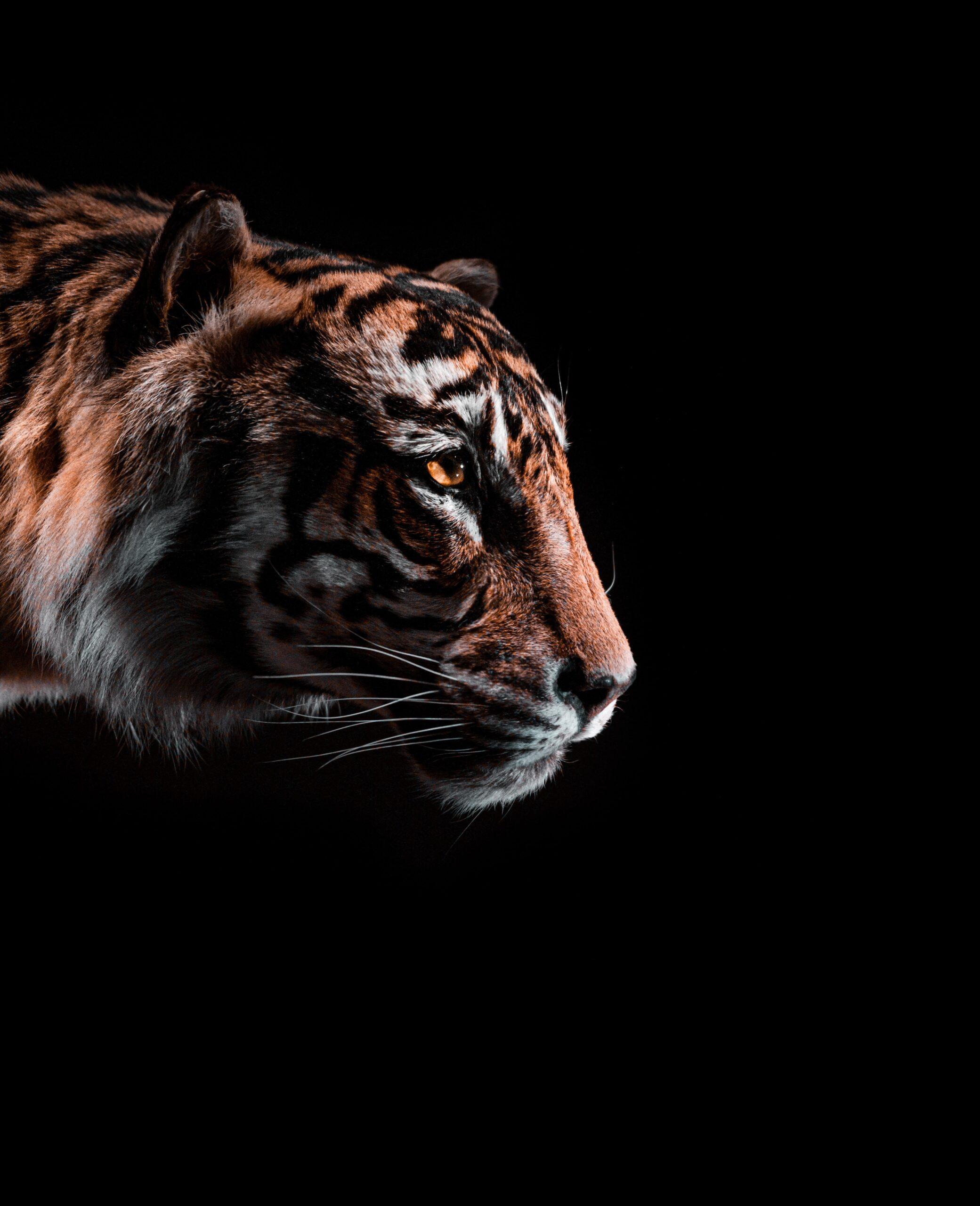 2081x2560 The New Year Tiger at St Ann's Square. Chinese New Year