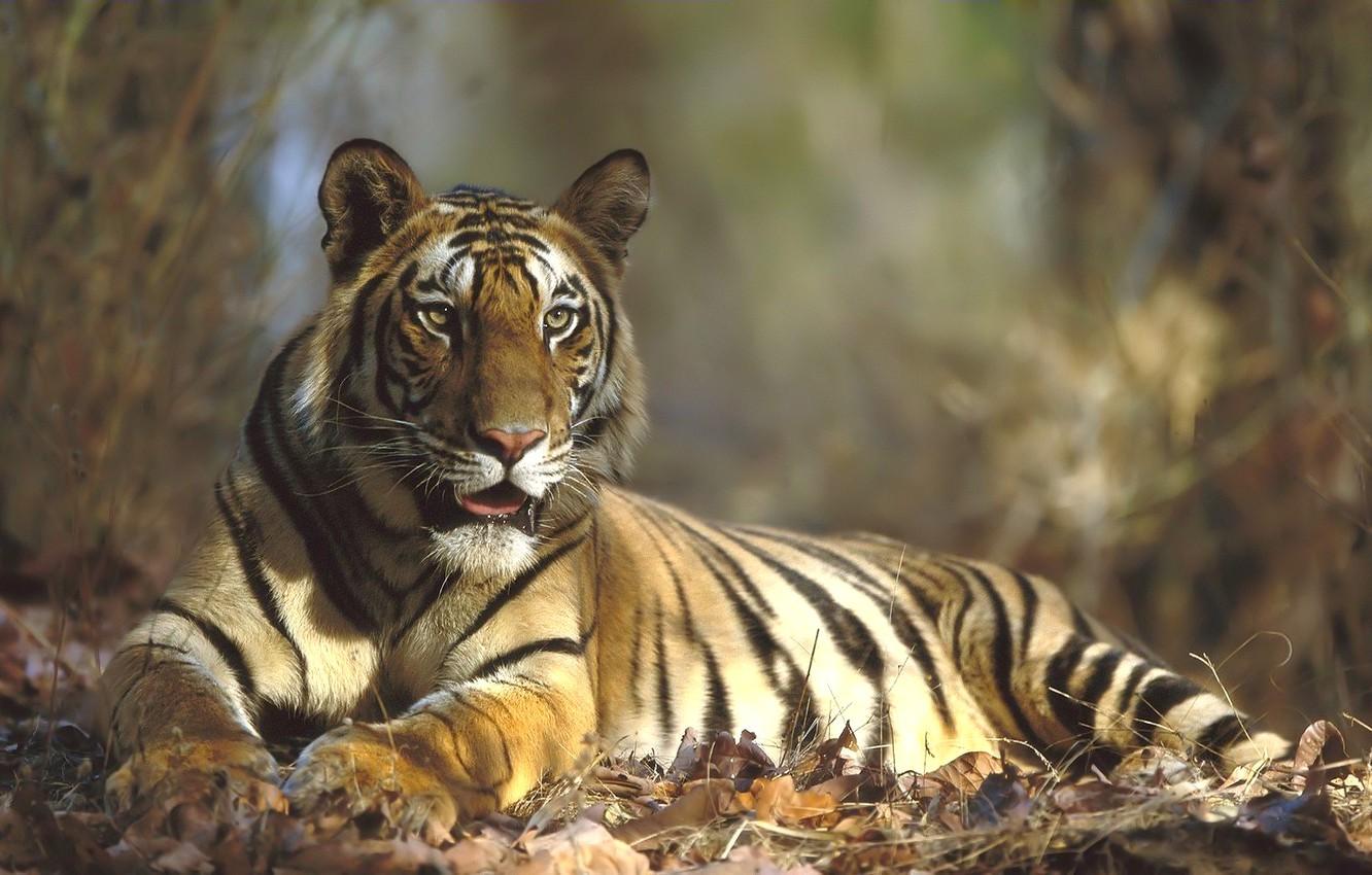 1332x850 Wallpaper tiger, portrait, the year of the tiger image for desktop, section кошки
