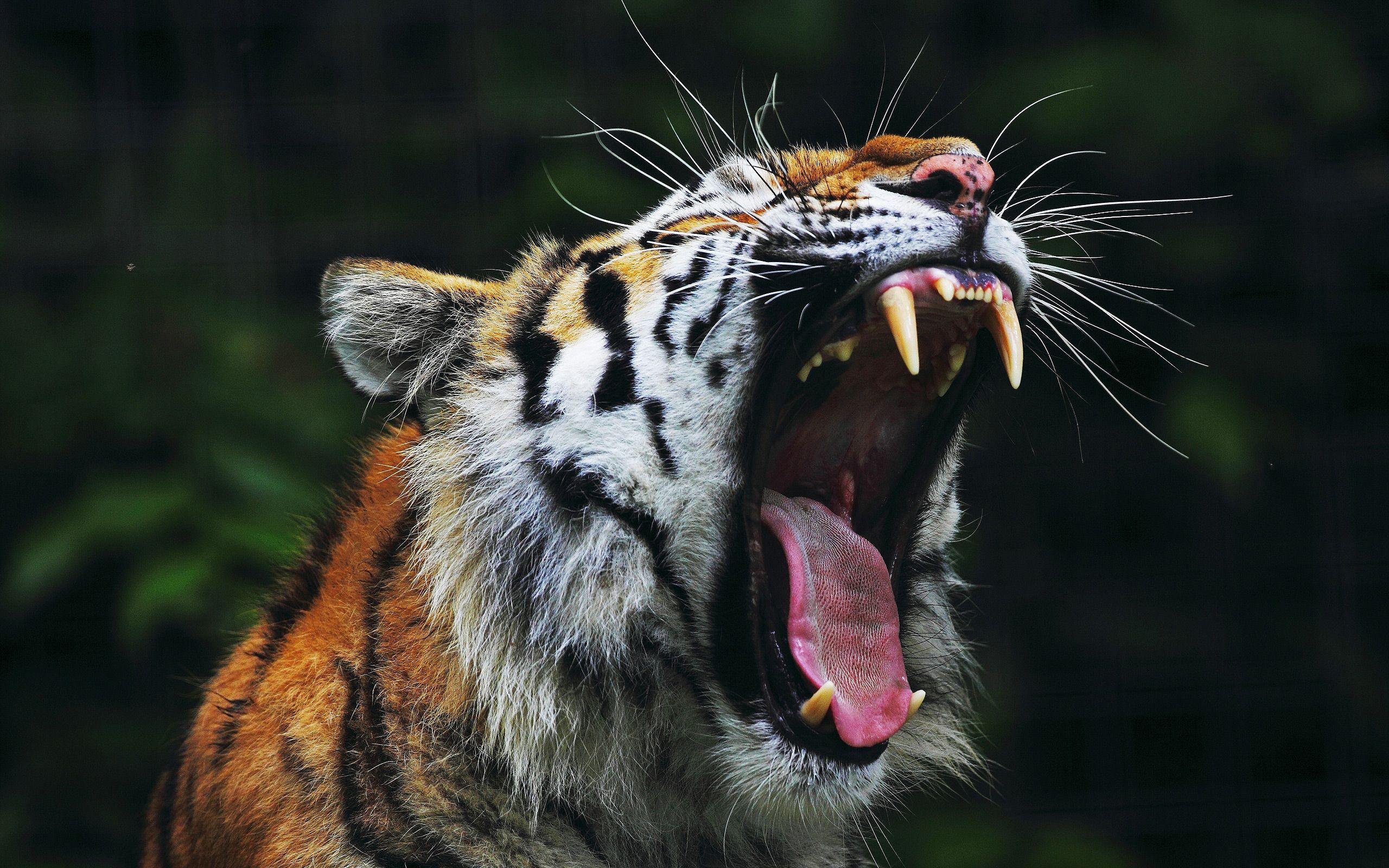 Year of The Tiger Wallpapers - Top Free Year of The Tiger Backgrounds