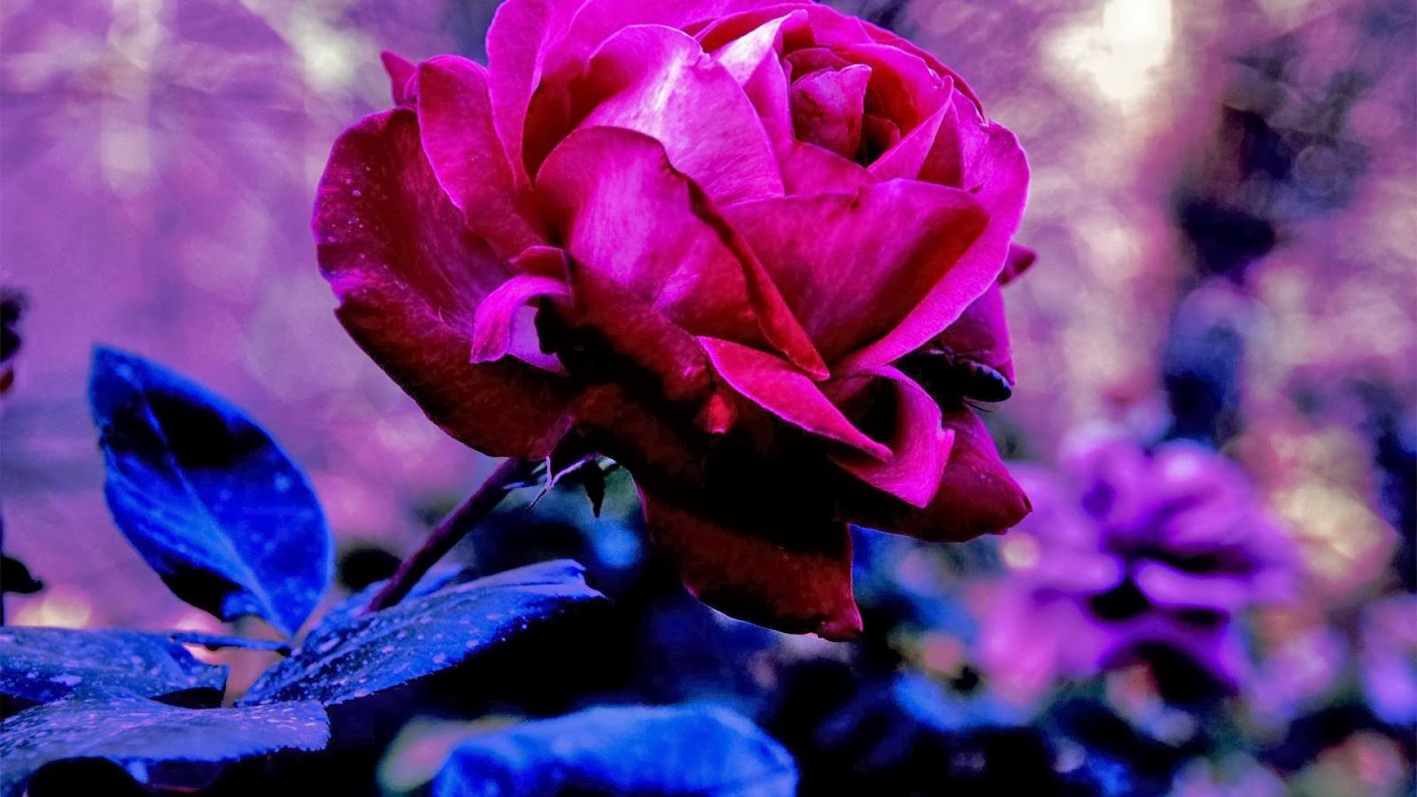 1600x900 Free download Purple Roses Wallpaper Puspa Wallpaper [1600x1000] for your Desktop, Mobile & Tablet. Explore Purple Roses Wallpaper. Purple HD Wallpaper, Free Wallpaper of Purple Roses, Dark Purple Roses Wallpaper