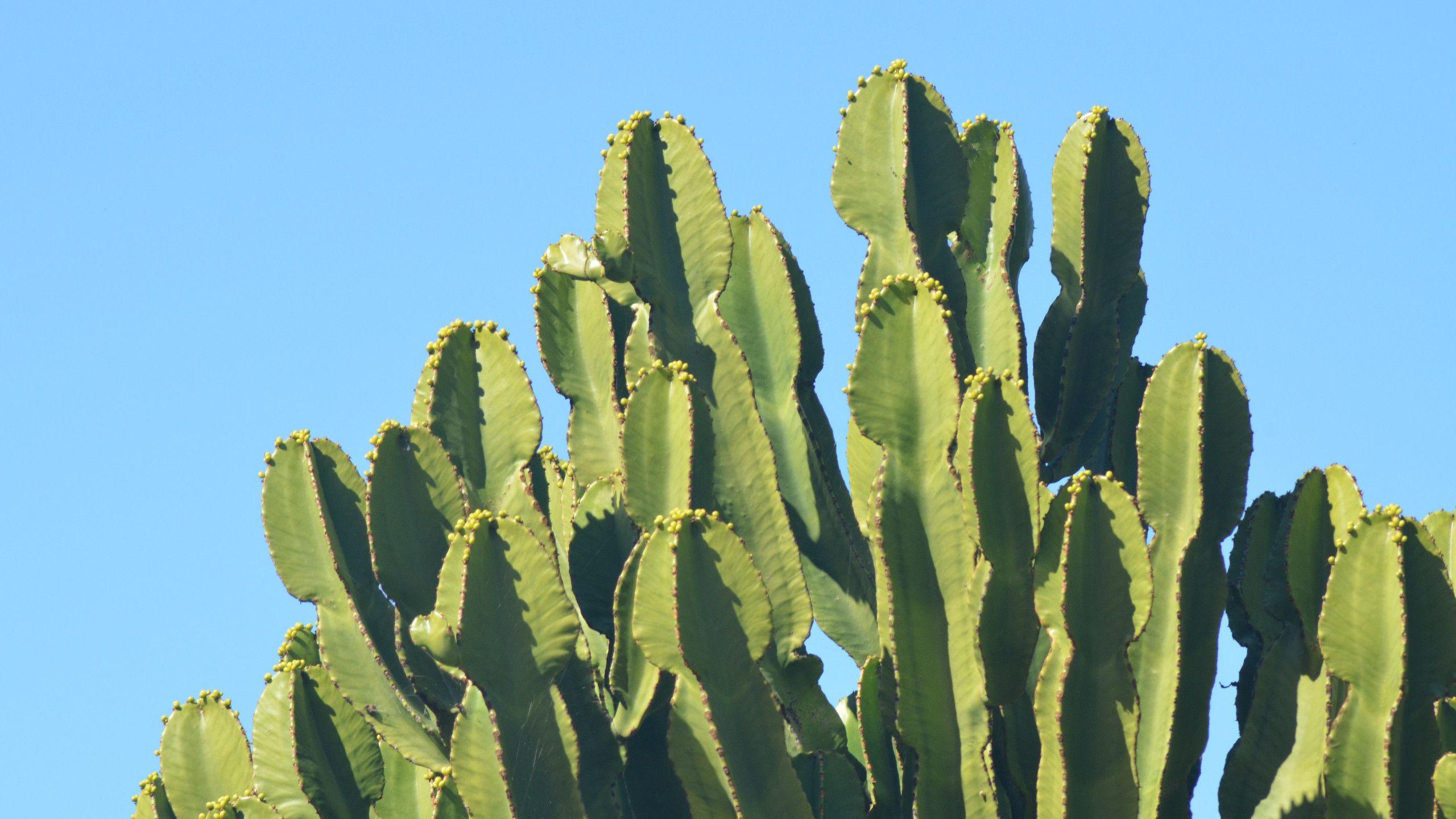 2560x1440 Download Cactus Wallpaper Background Picture 49 2560x1440 px High