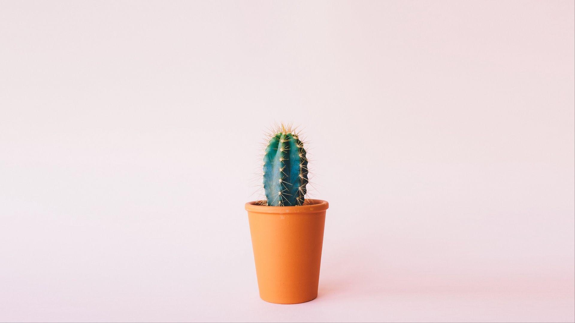 Minimalist Cactus Wallpapers - Top Free Minimalist Cactus Backgrounds -  WallpaperAccess