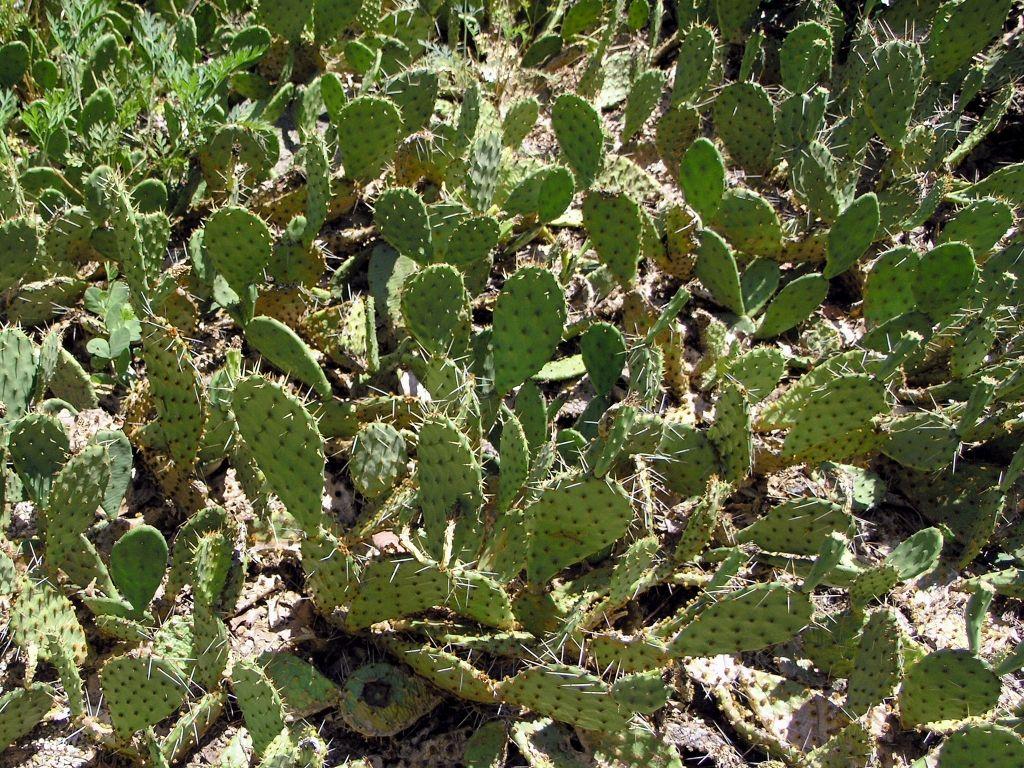 1024x768 Cacti