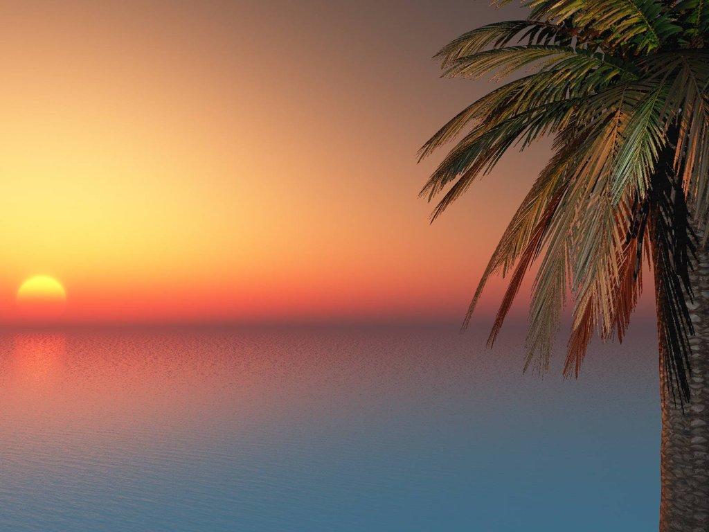 1024x768 Palm Tree Leaves Desktop Wallpaper Tumblr HD Wallpaper
