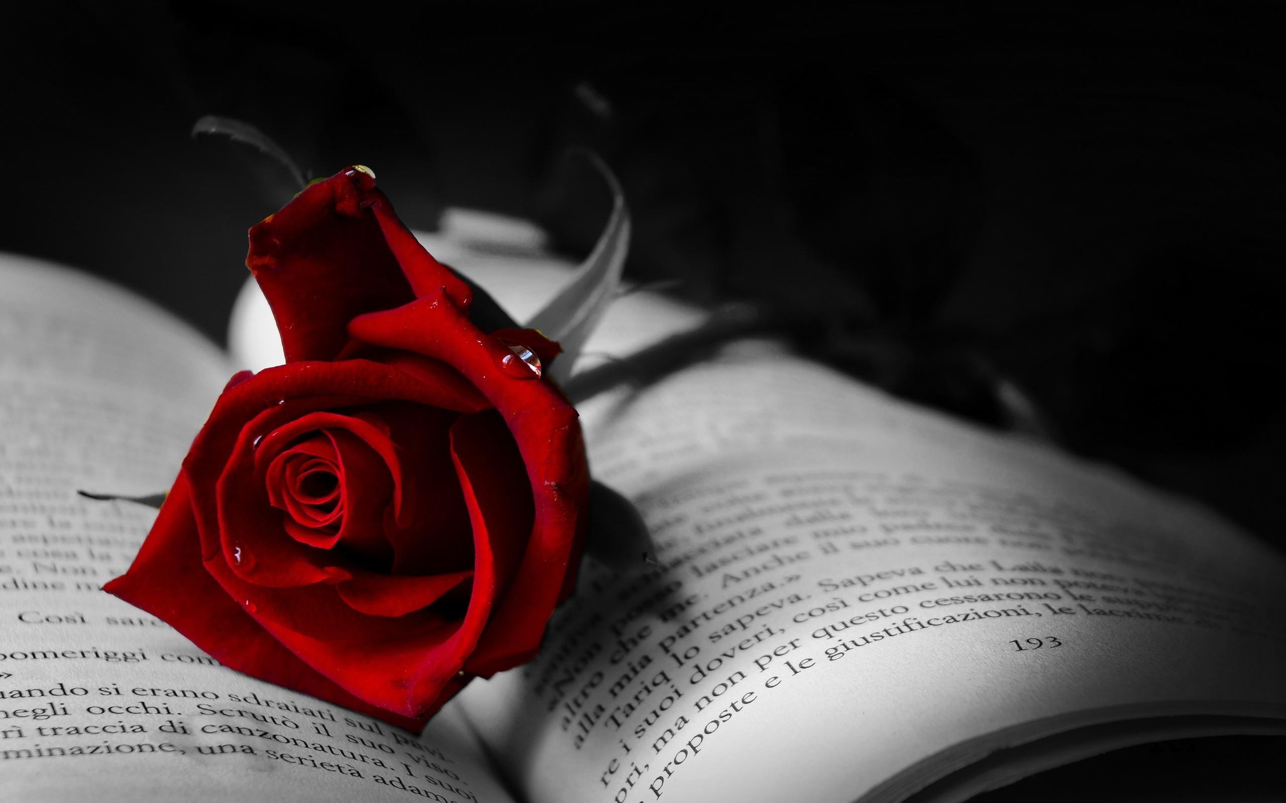 2560x1600 Red Rose Laptop Wallpaper