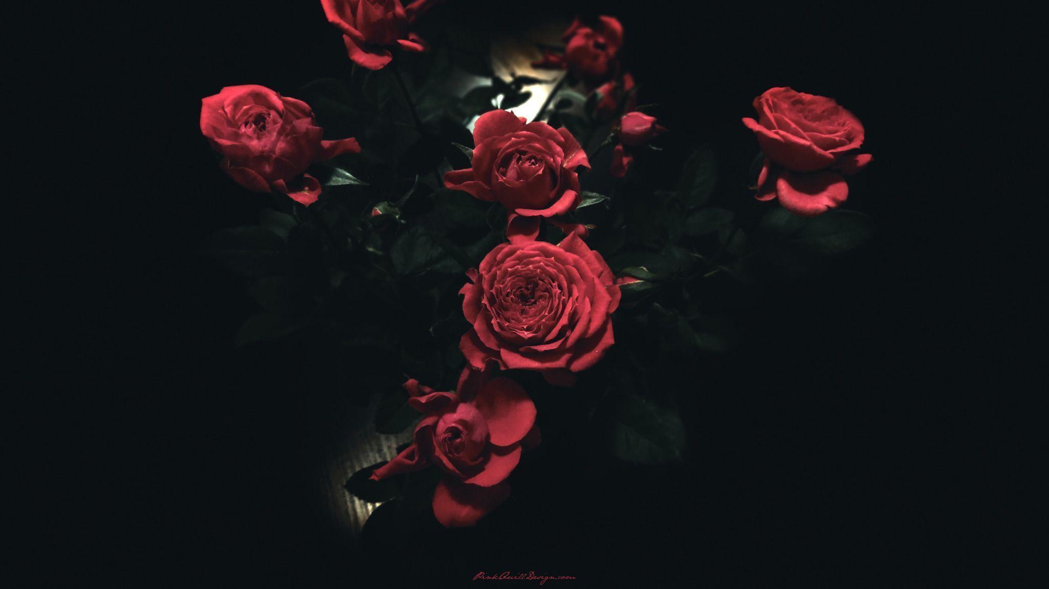 2048x1151 Dark Red Roses widescreen wallpaperx1152 wallpaper, Flower desktop wallpaper, Flower aesthetic
