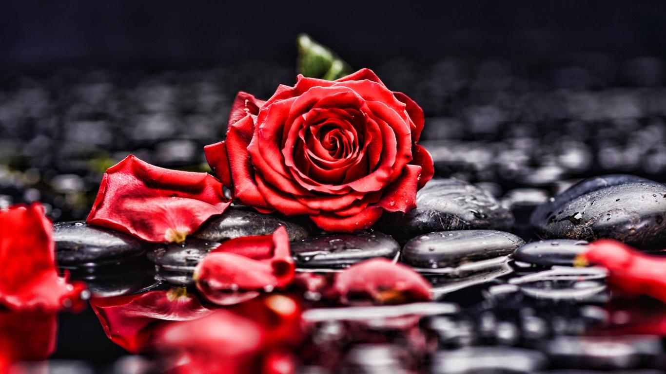1366x768 Download pebbles, rocks, red rose, blur, portrait 1366x768 wallpaper, tablet, laptop, 1366x768 HD image, background, 18547