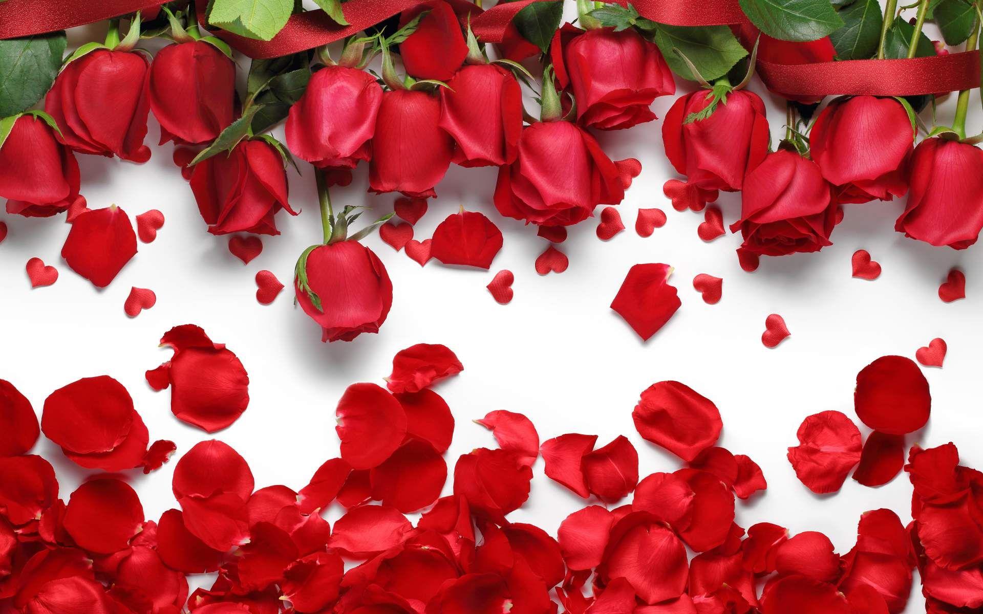 Red Roses Laptop Wallpapers - Top Free Red Roses Laptop Backgrounds ...