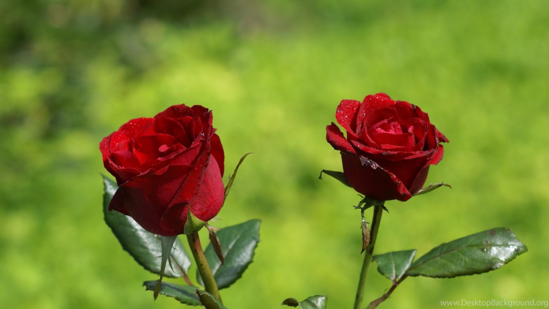 1920x1080 Top beautiful new rose red wallpaper free HD Desktop Background