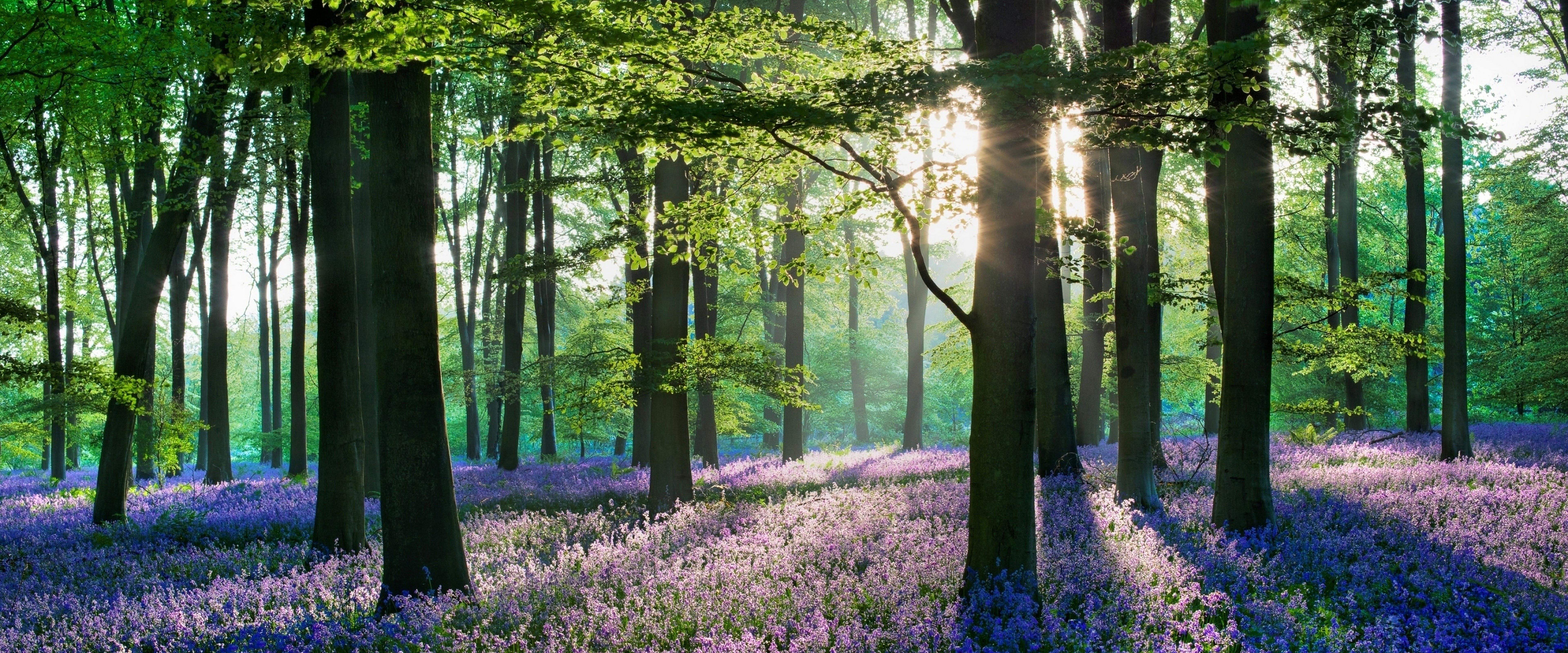 7680x3200 Lavender Flowers Forest Nature Scenery 4K Wallpaper