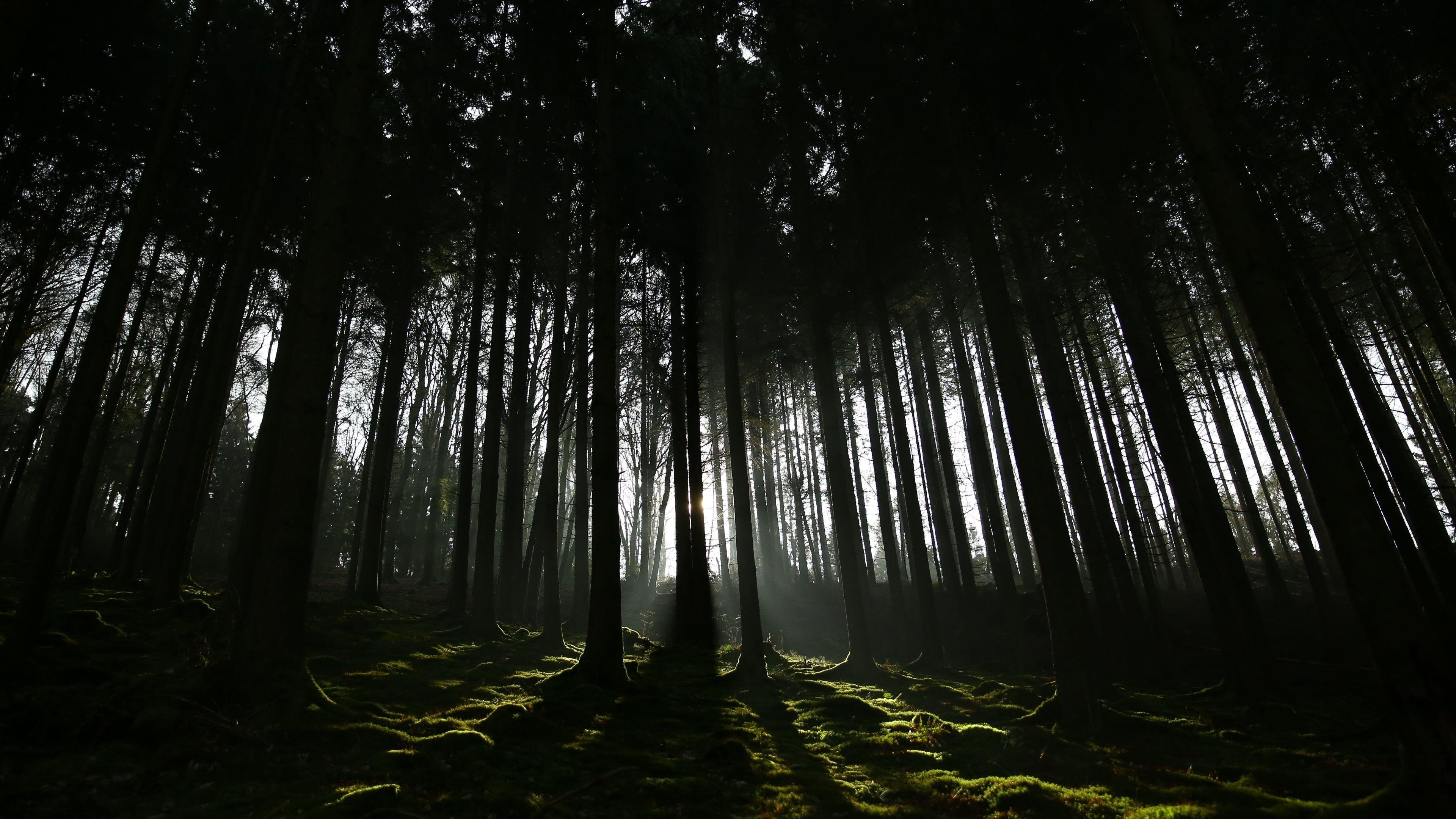 3840x2160 4K Dark Forest Wallpaper, HD 4K Dark Forest Background on WallpaperBat