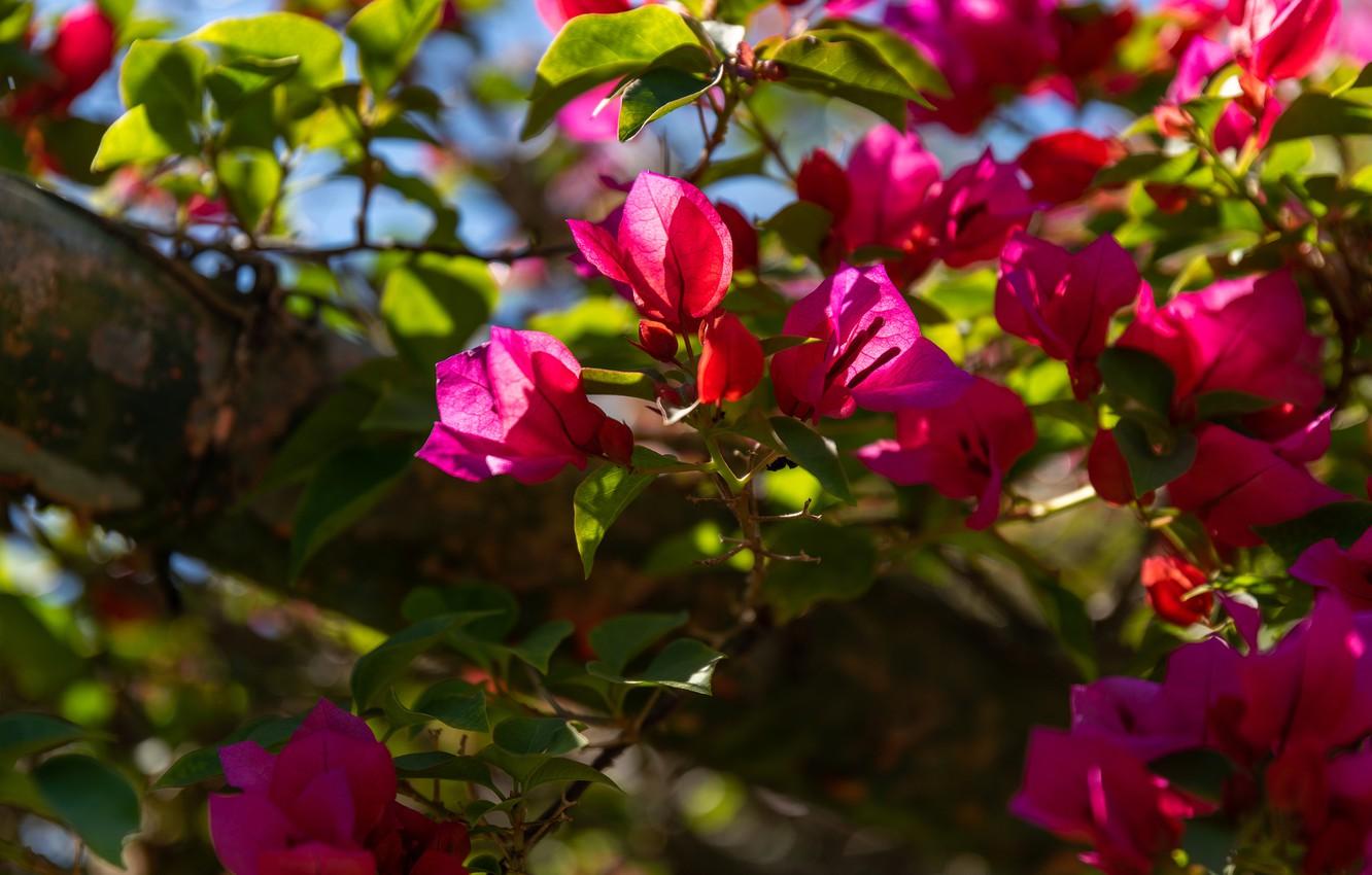 1332x850 Wallpaper leaves, light, flowers, branches, tree, bright, Bush, pink, flowering, bokeh, bougainvillea, paper flower image for desktop, section цветы