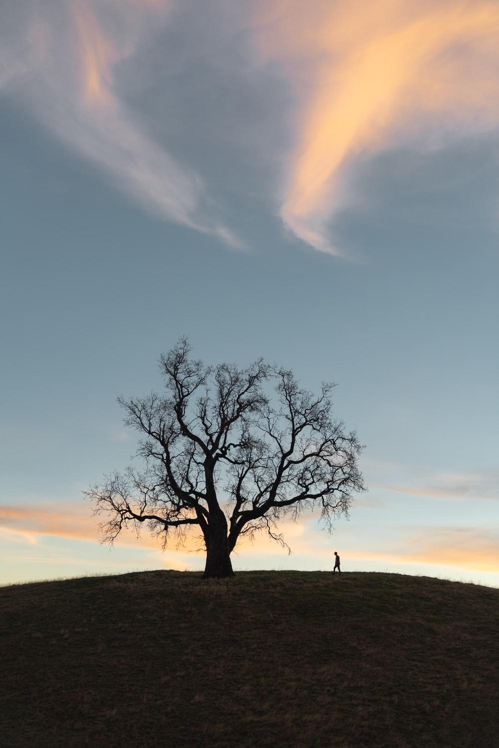 1000x1499 Alone Tree Picture. Download Free Image