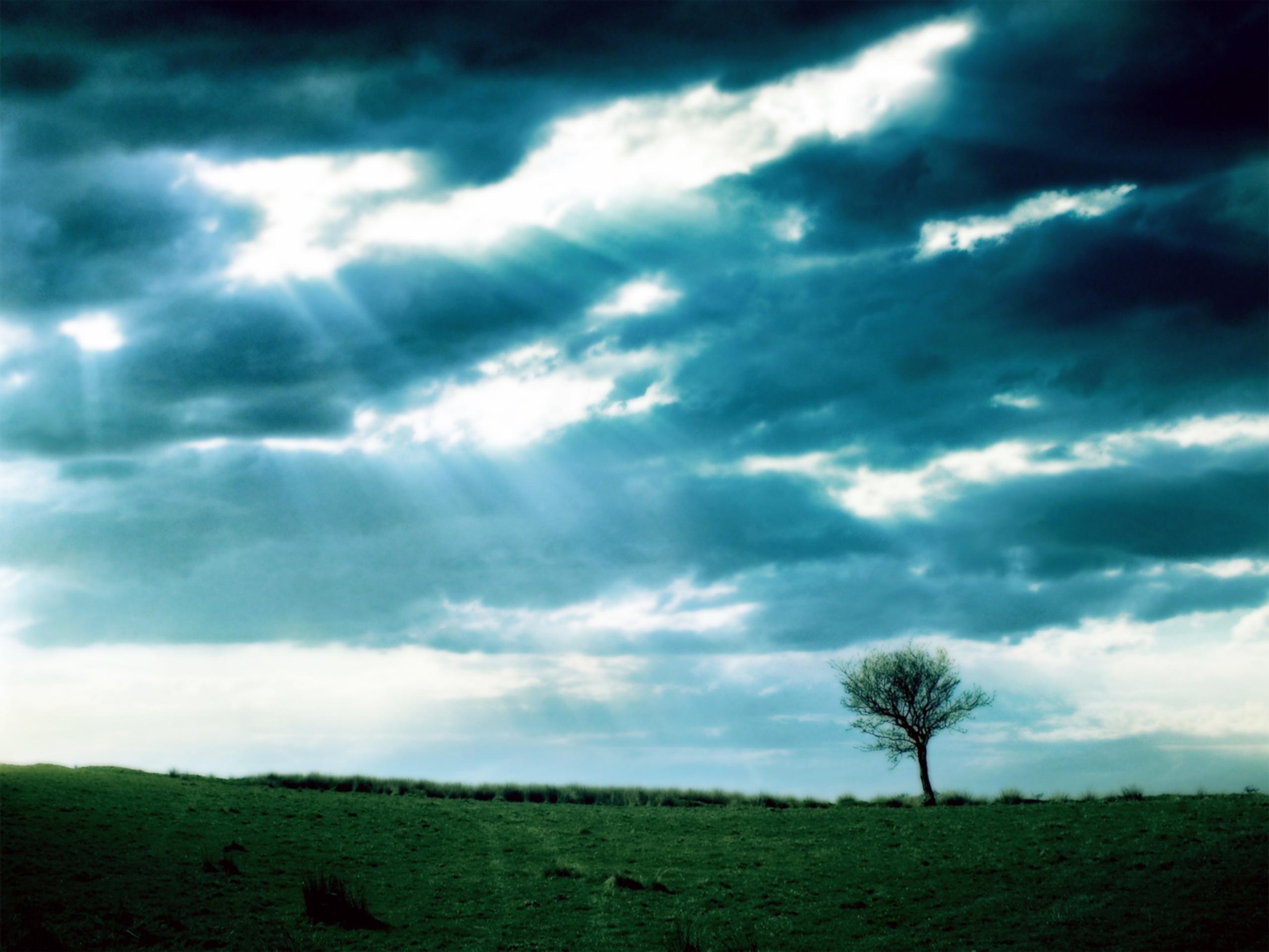 2560x1920 Lonely Barren Tree Wallpaper
