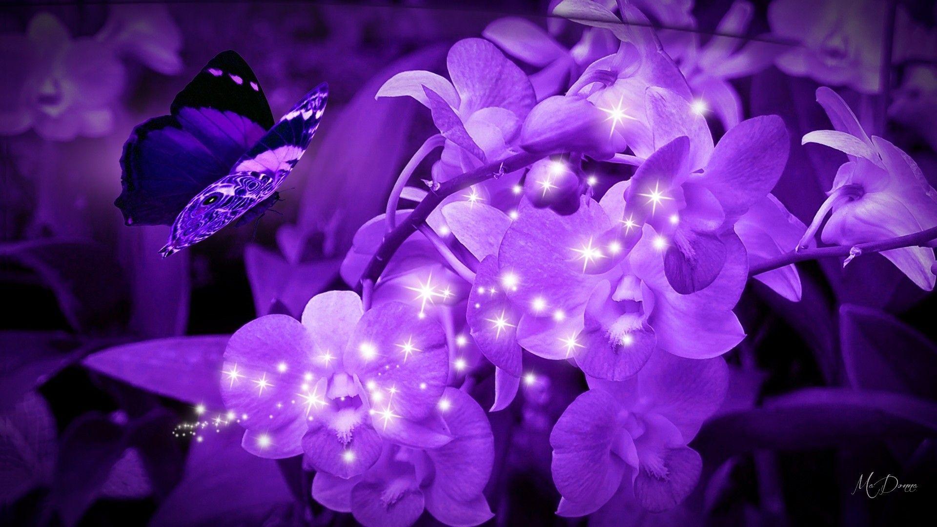 1920x1080 bright purple wallpaper Gallery