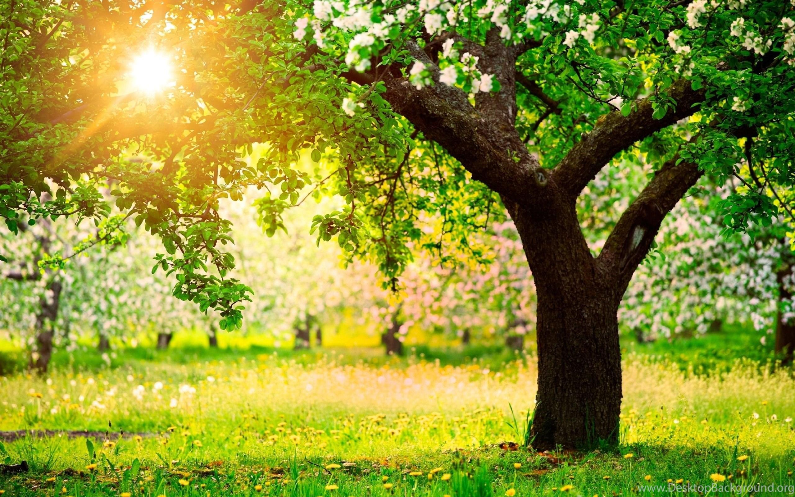 2560x1600 Green Tree HD Wallpaper HD Wallpaper Background Of Your Choice Desktop Background